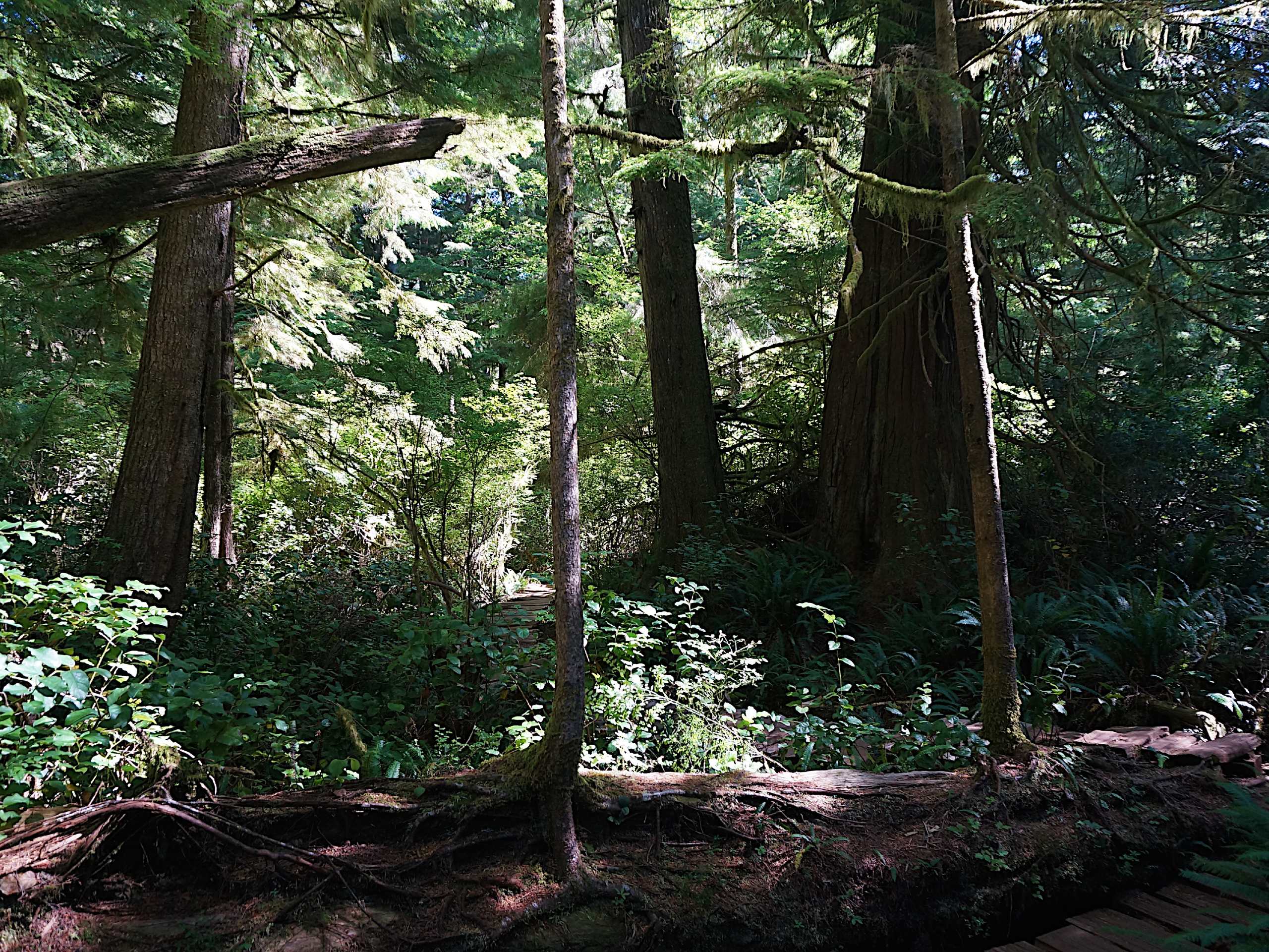 Big Tree Trail