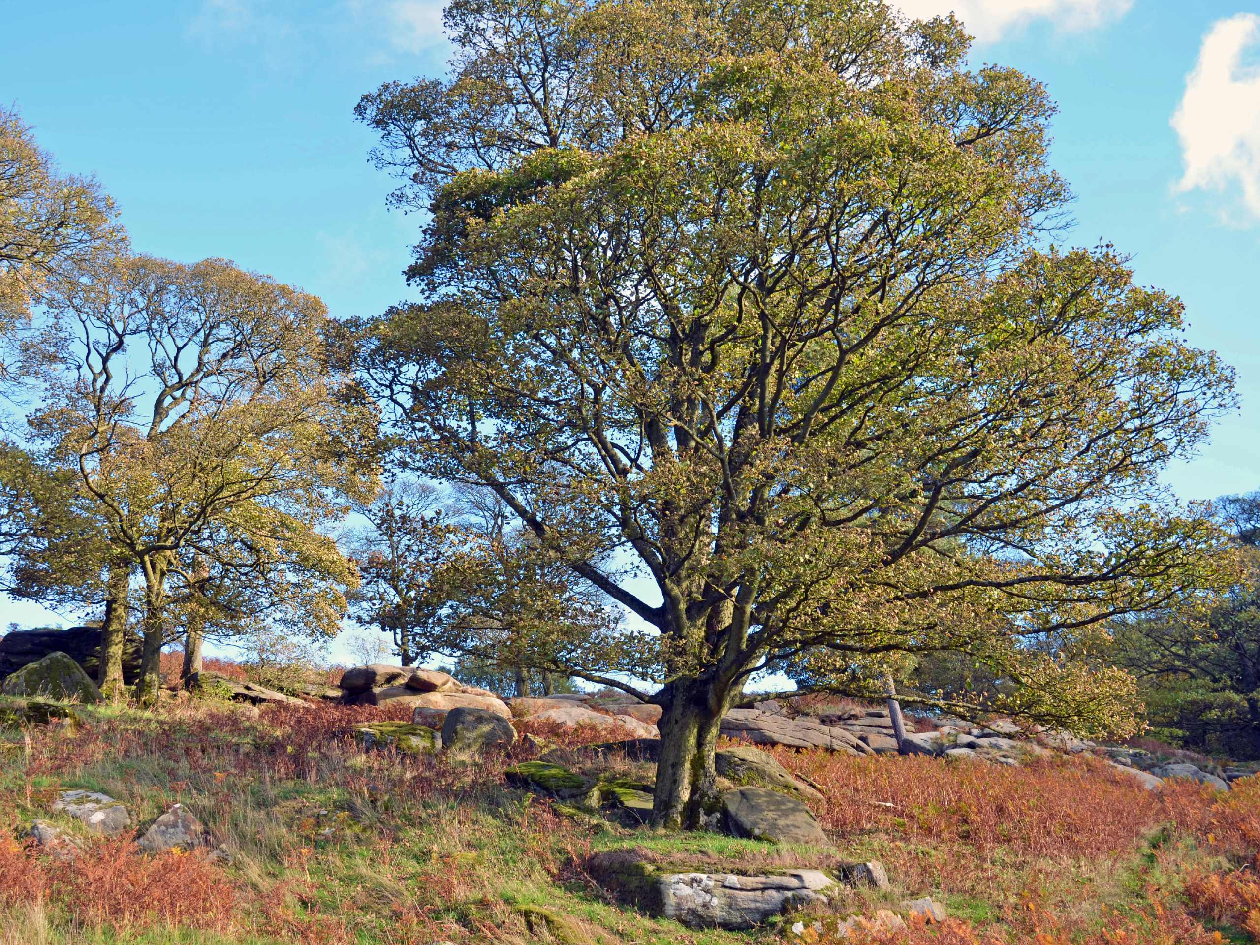 Longshaw Estate Burbage Brook Trail