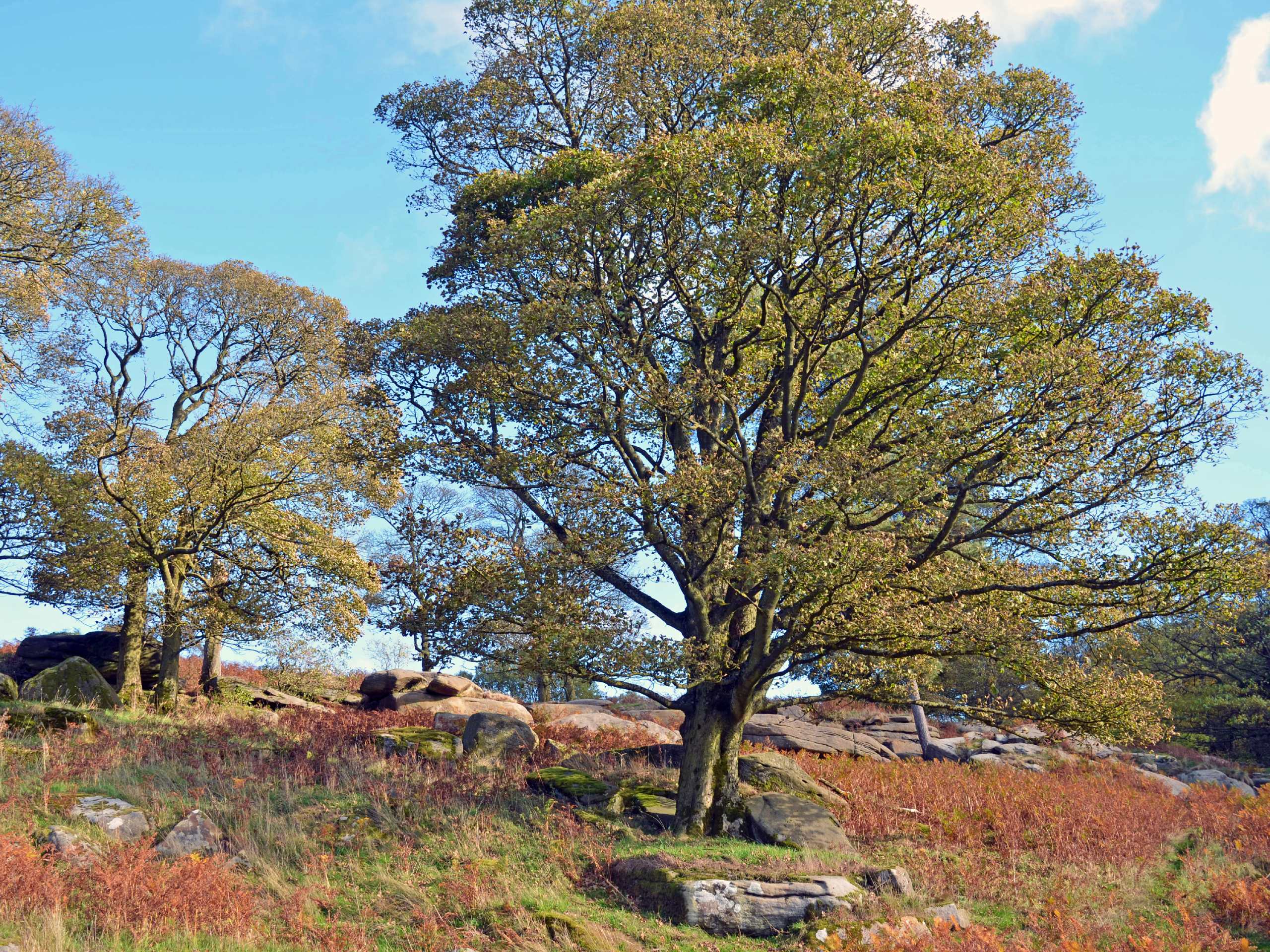 Longshaw Estate Walk