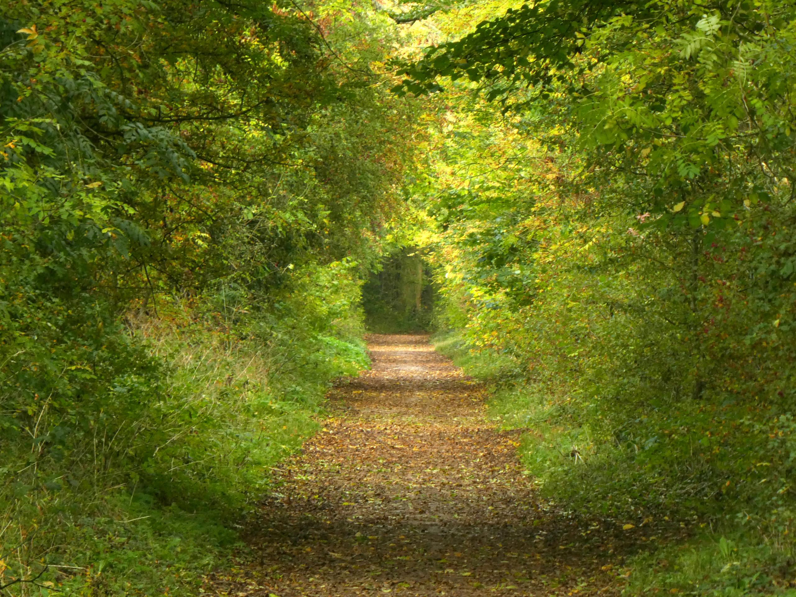 Pilsbury Castle & Tissington Trail