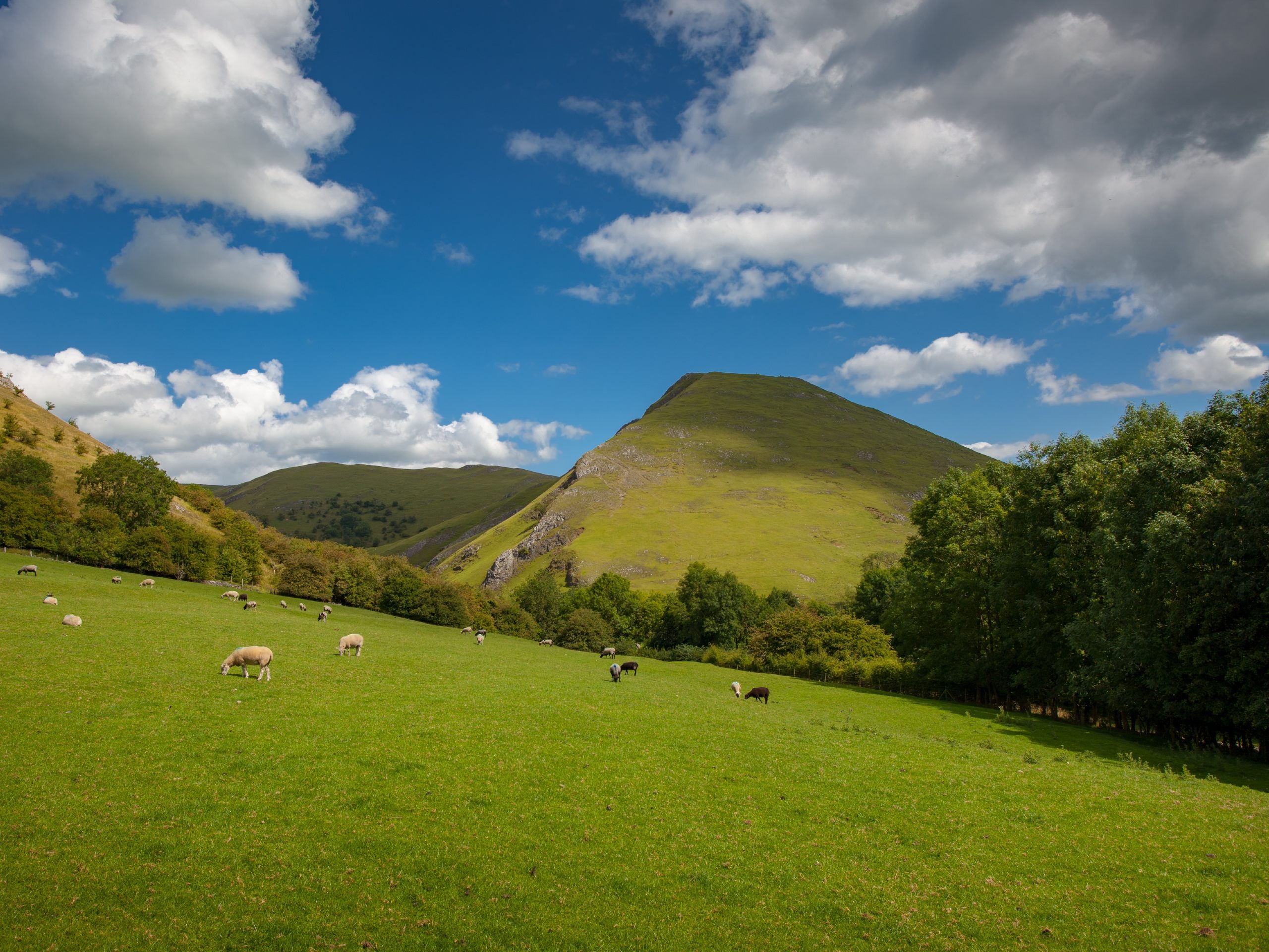 Sheep grazing in front of Thorpe Cloud