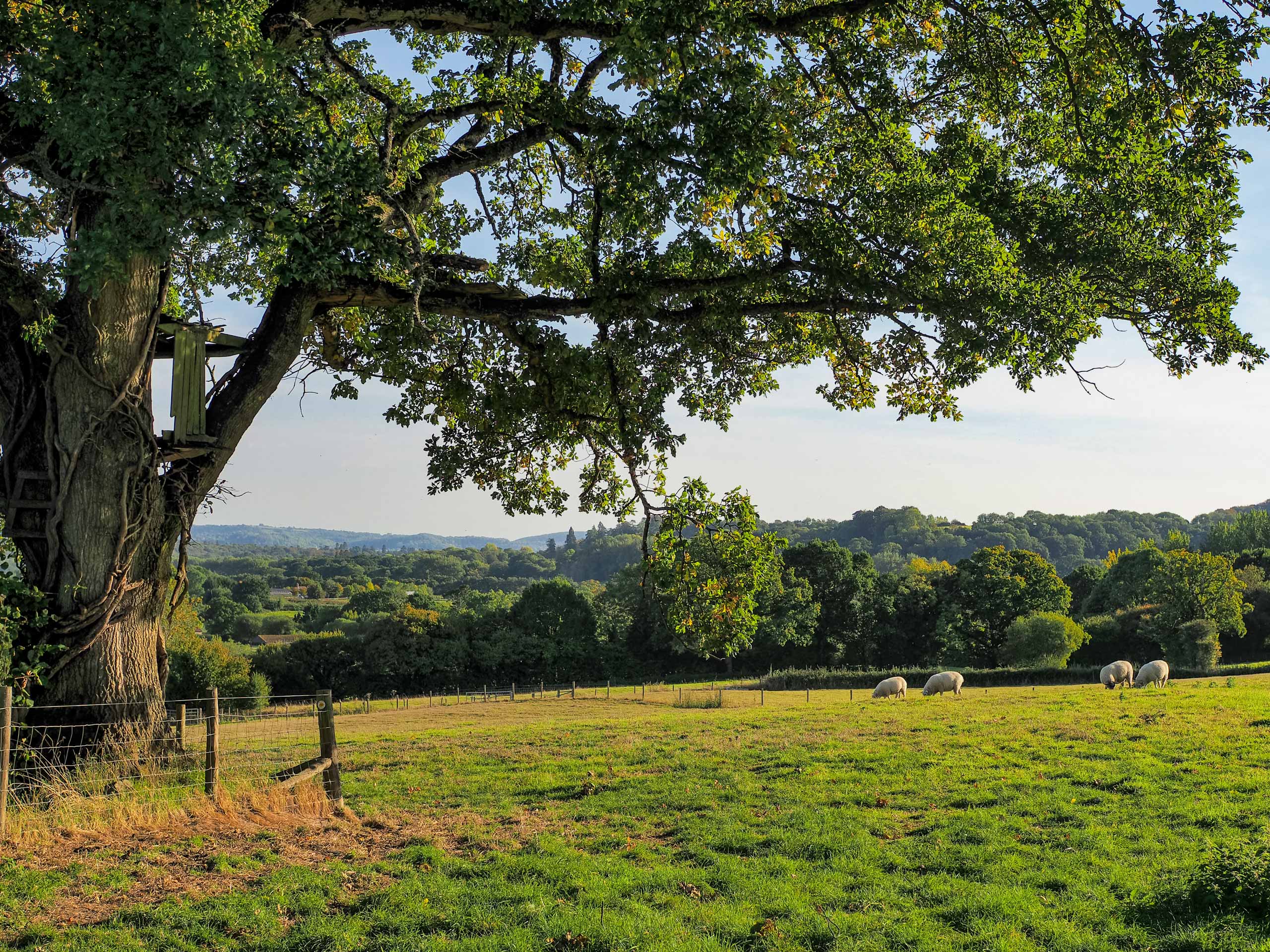 Scotland farm Hawkley walking near East Liss in South Downs England UK