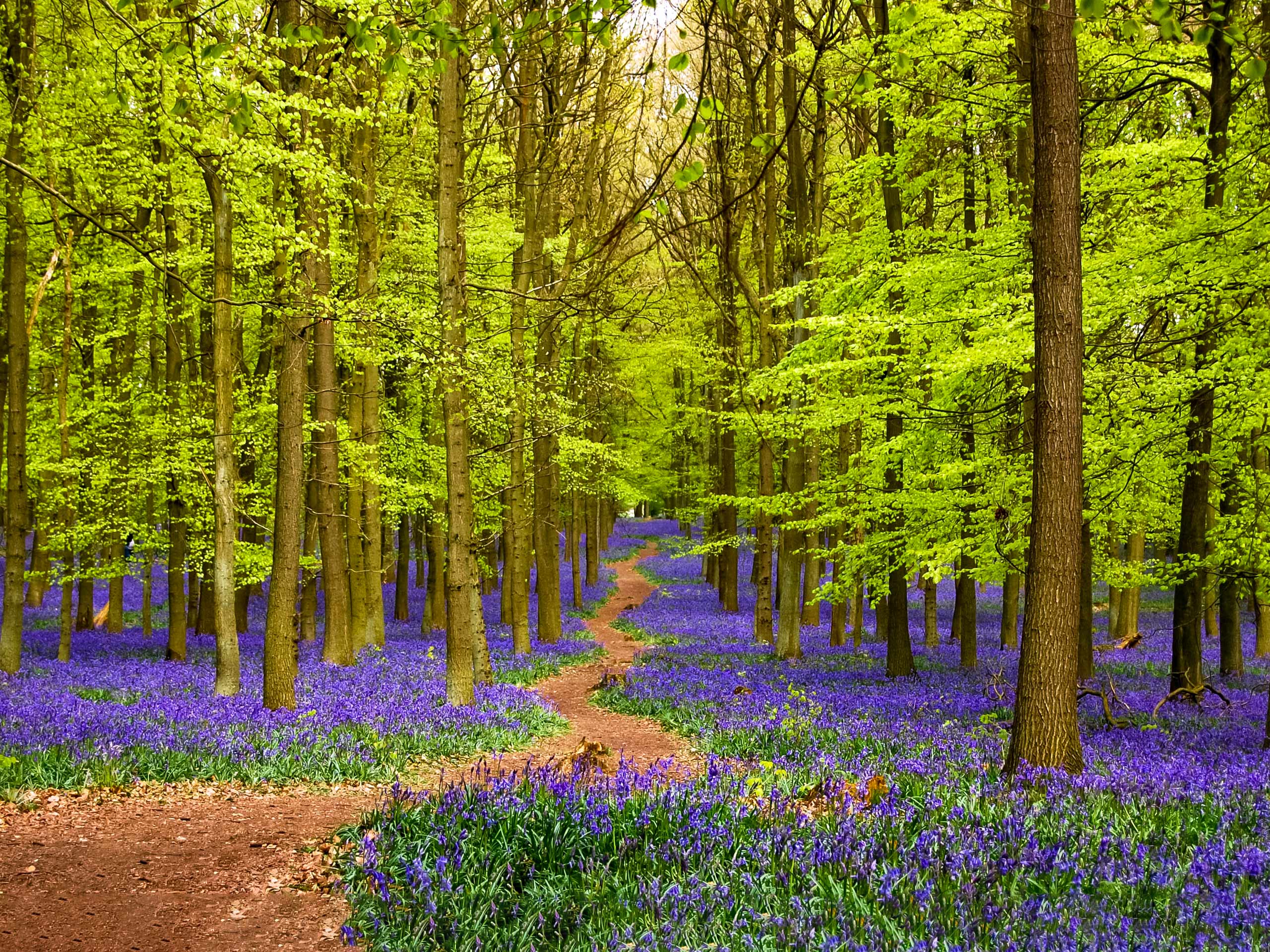 Bluebells carpet the Ashridge forest