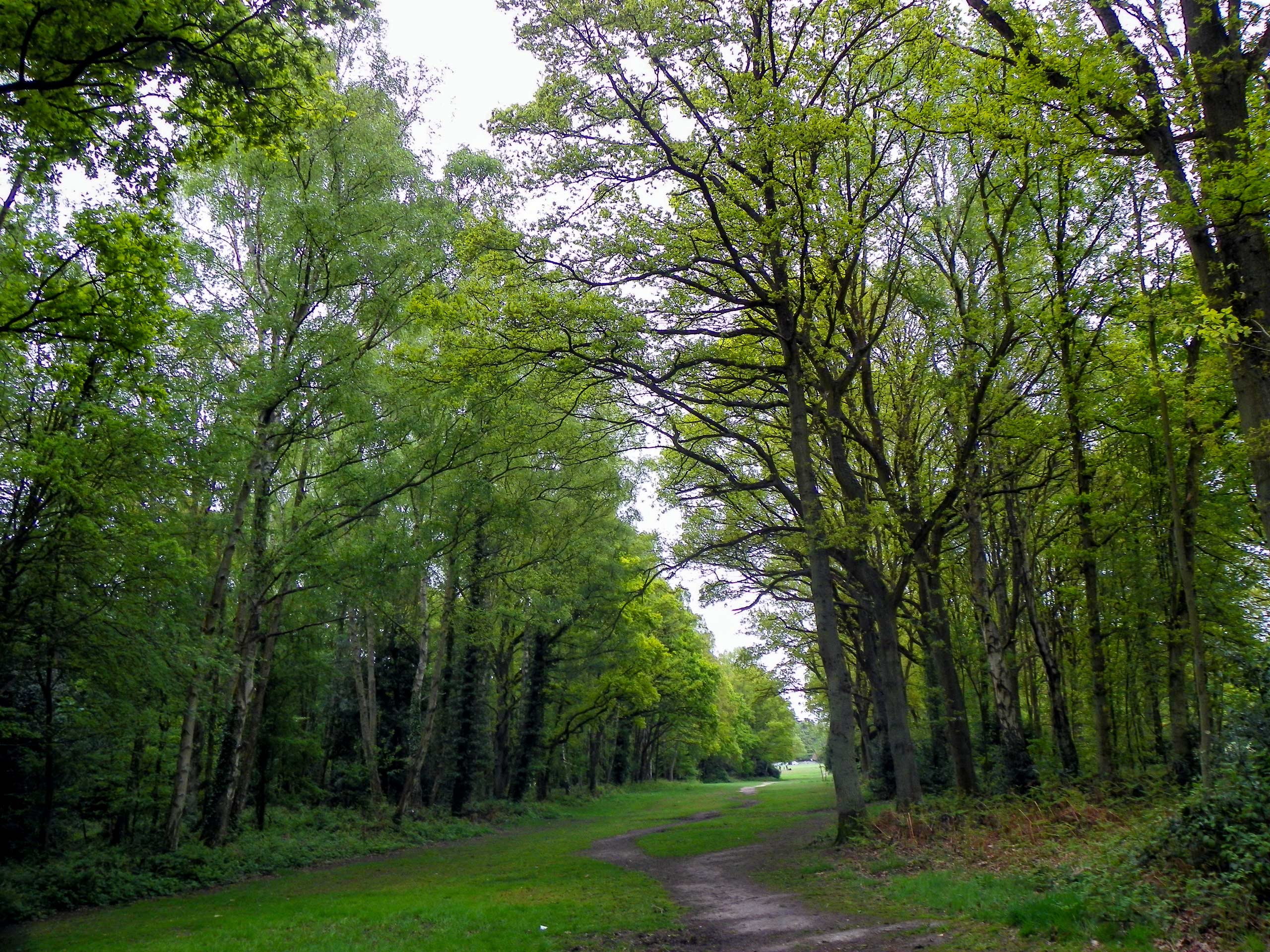 Forested path past valleys and meadows Chess Valley