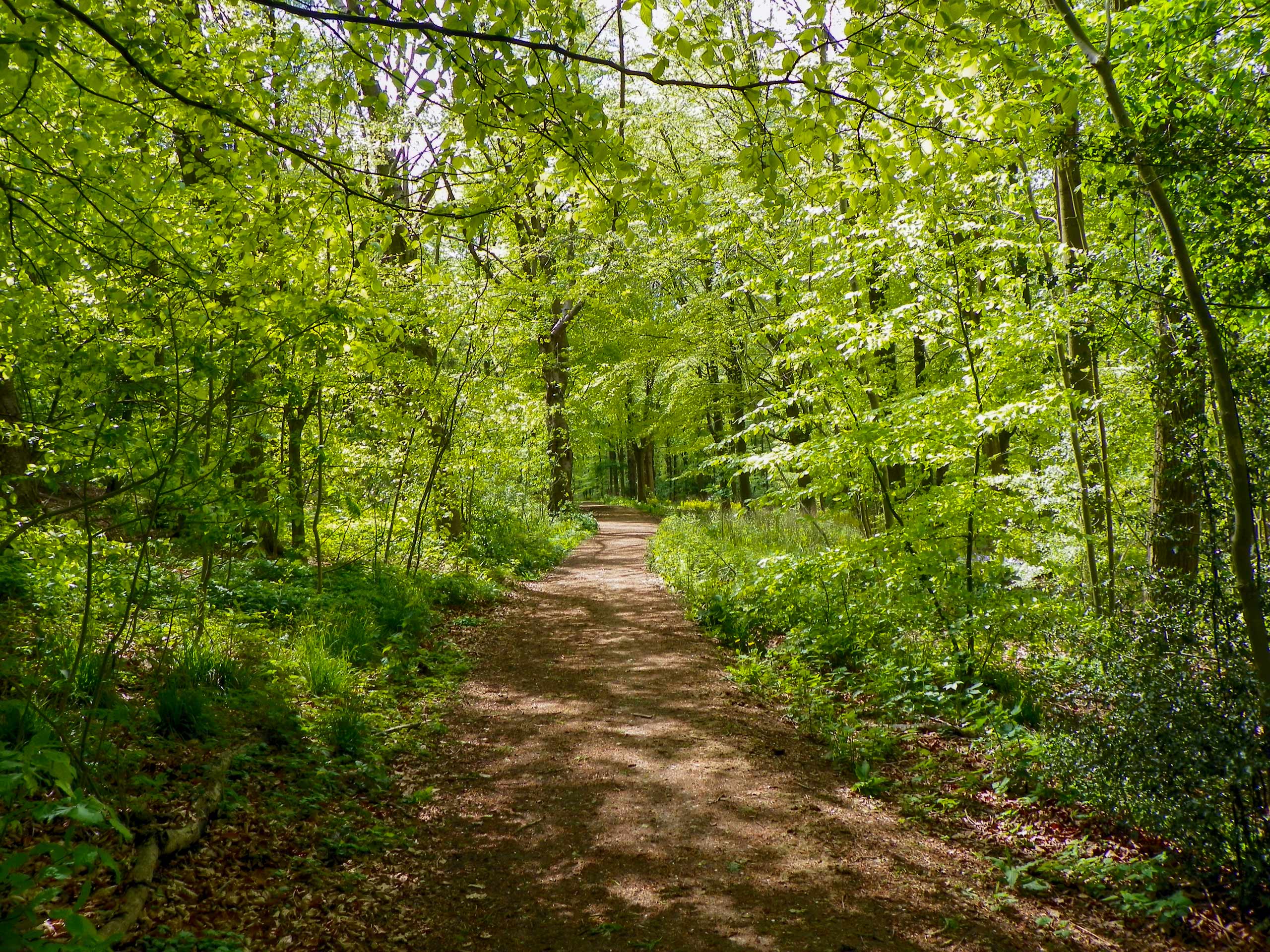 Chiltern Hills Valleys and Woodlands forest path