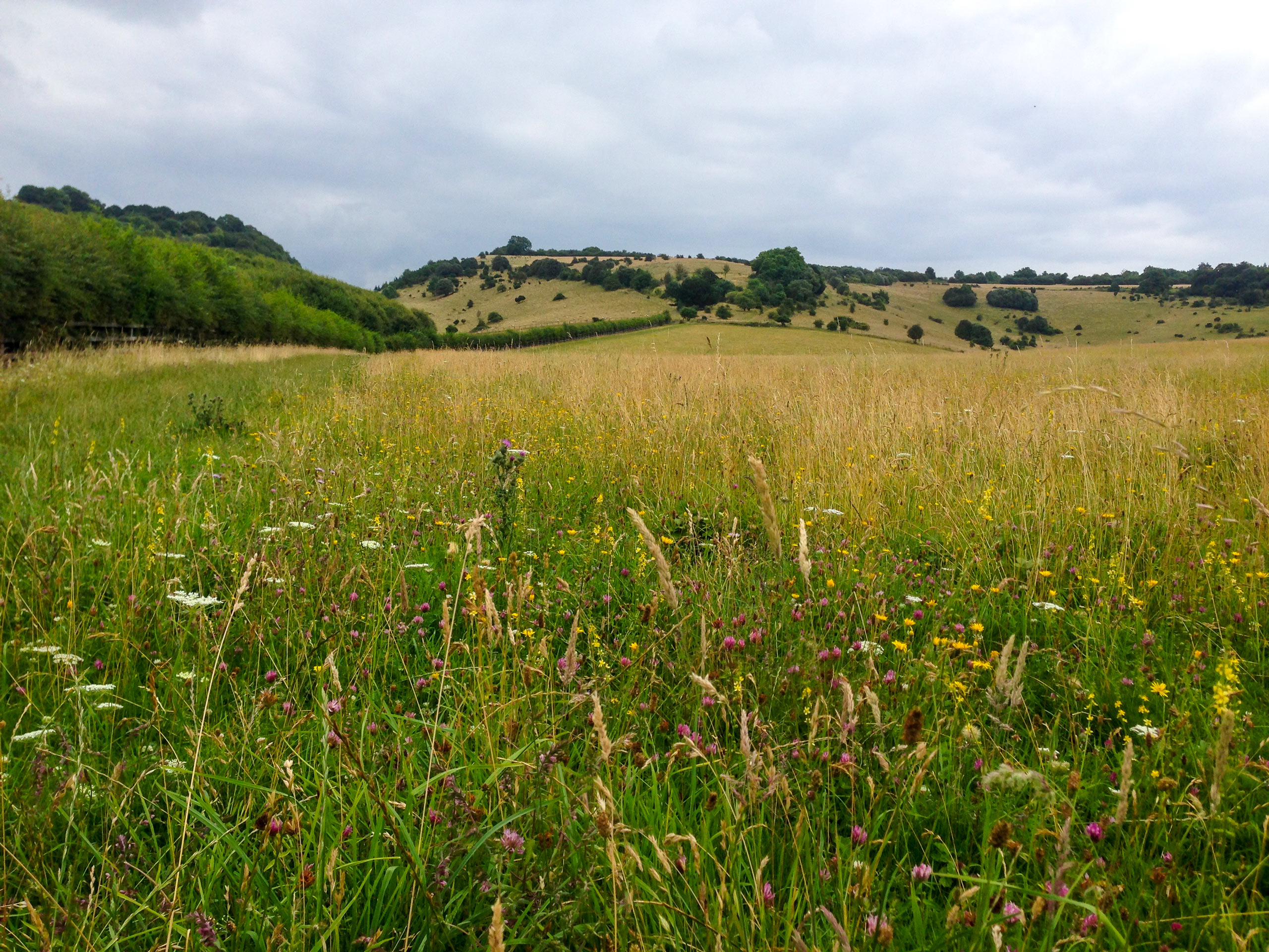 Wildflowers in the field Aston Rowant Chilterns