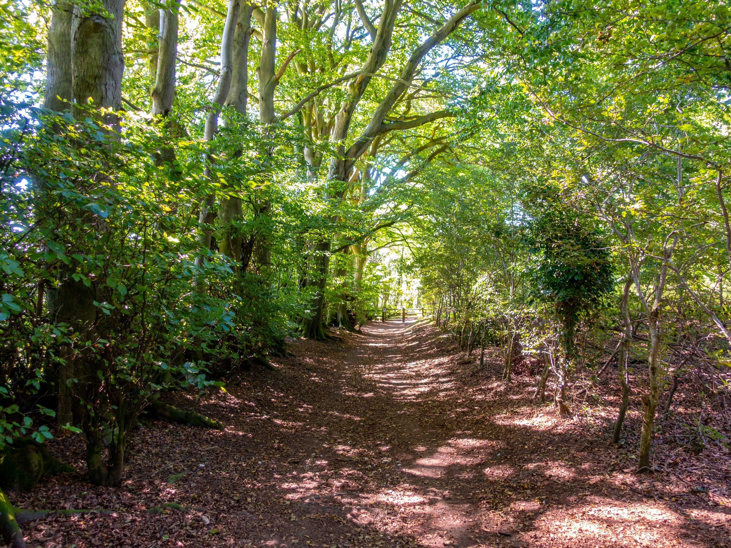 Forest walking trail Watlington Hill in Chilterns uk