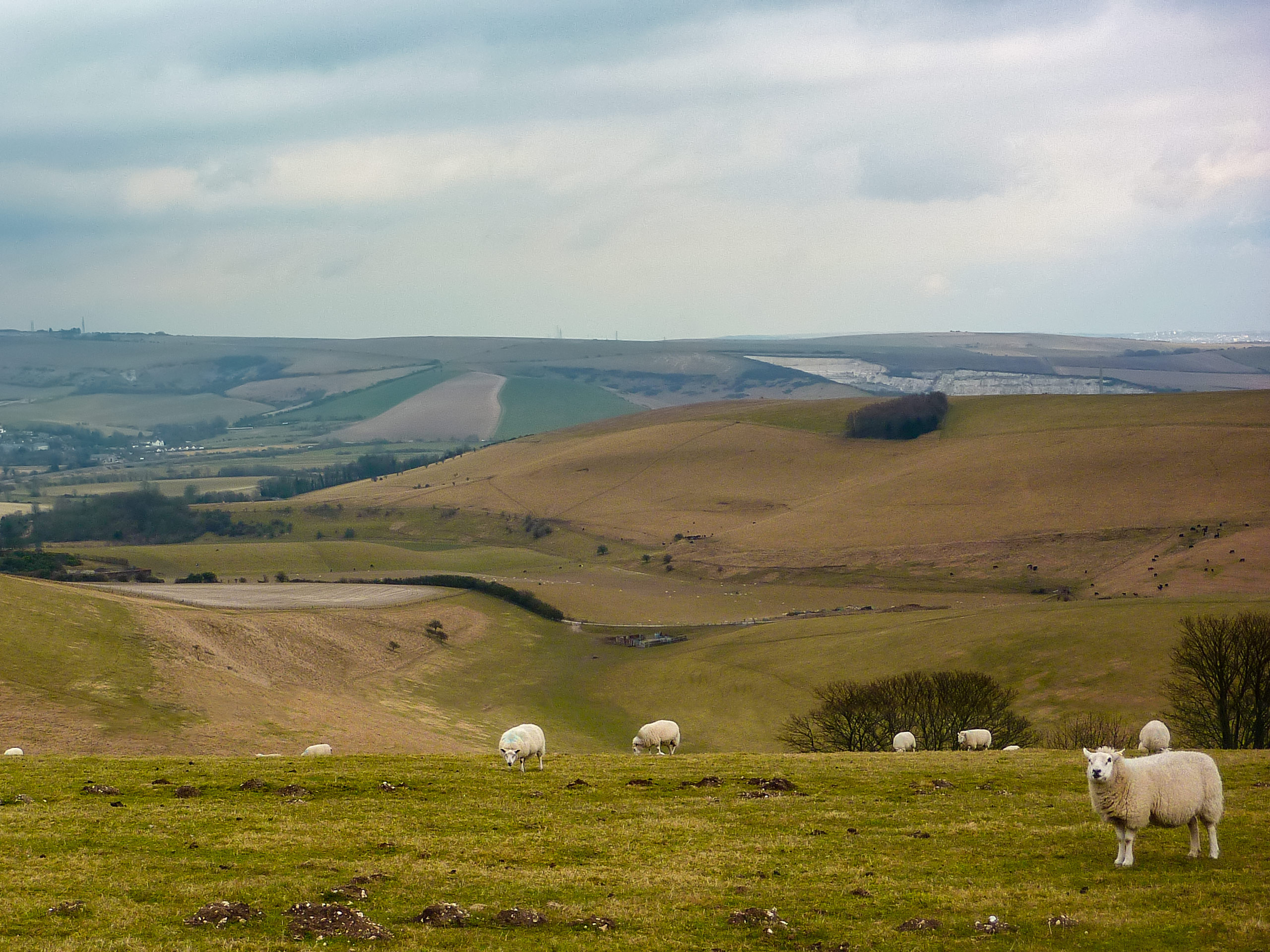 Steyning Bowl and sheep grazing along the hills