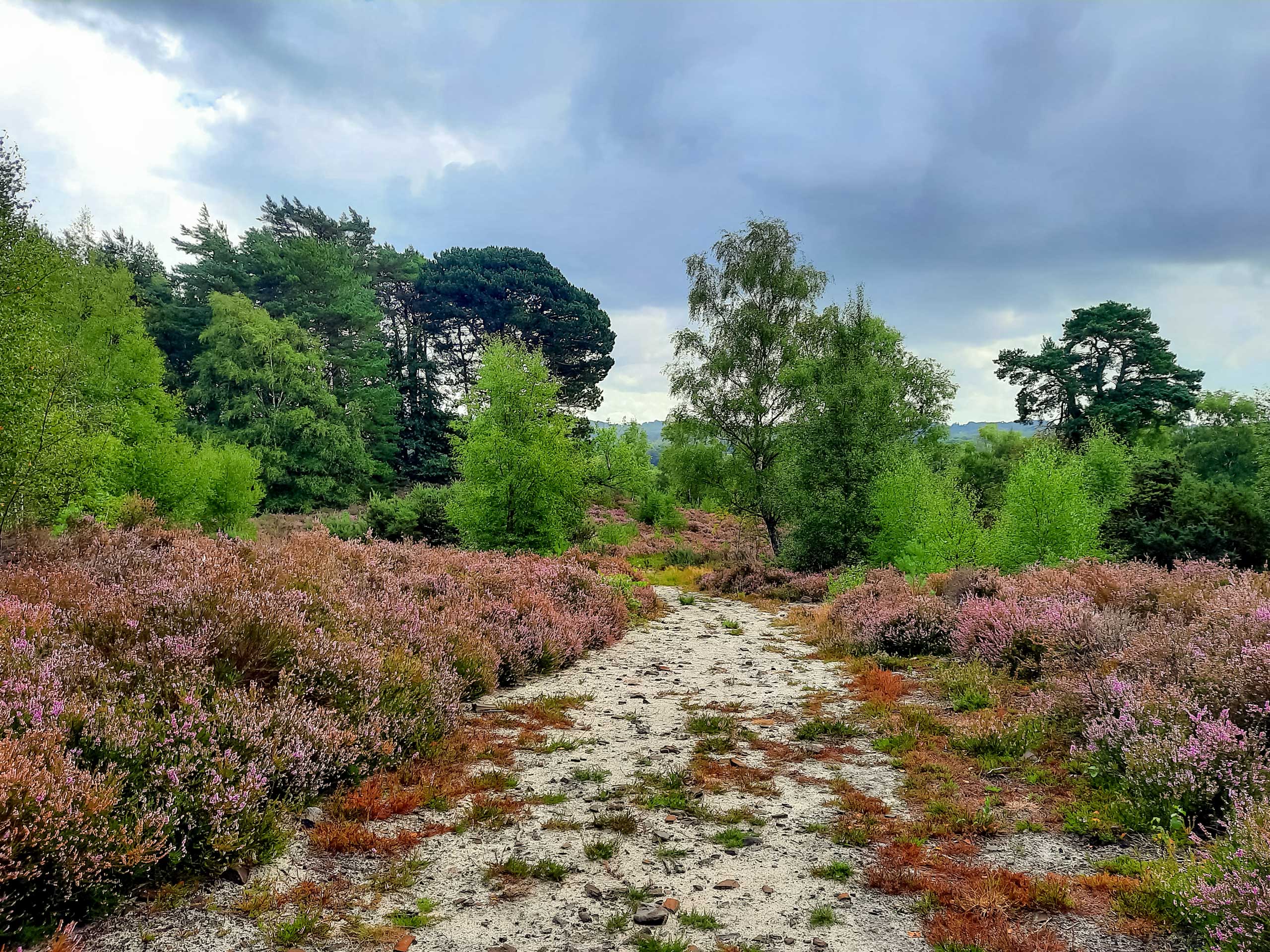 Walking near Liphook Hampshire