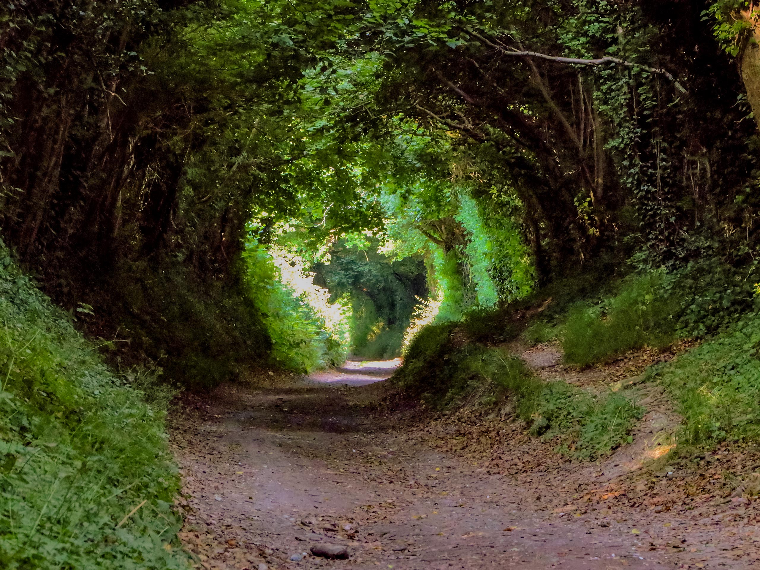 Halnaker Windmill with Sails and forest tree tunnel