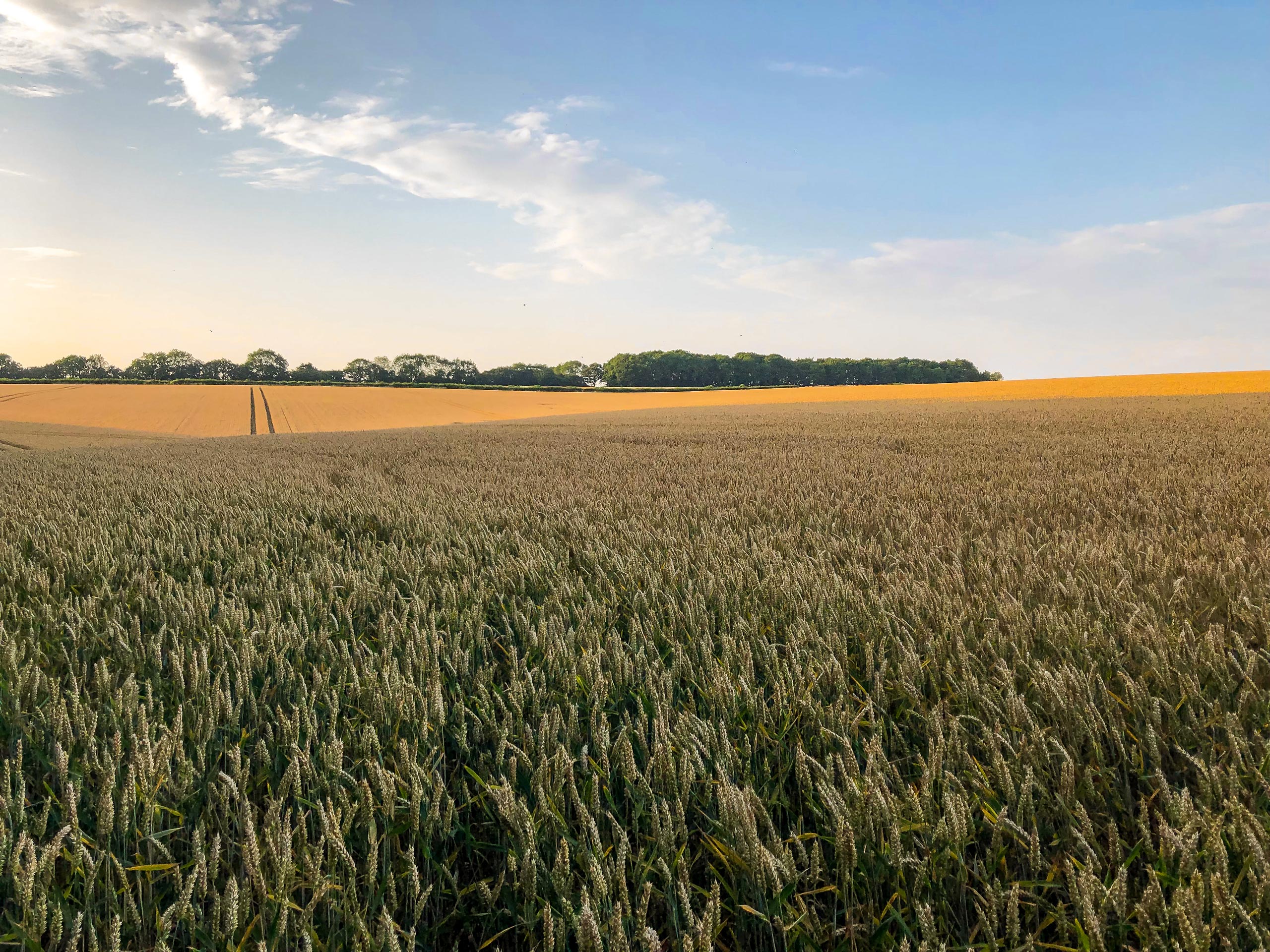 Sunset over wheat fields Hinton Ampner to Winchester Walk