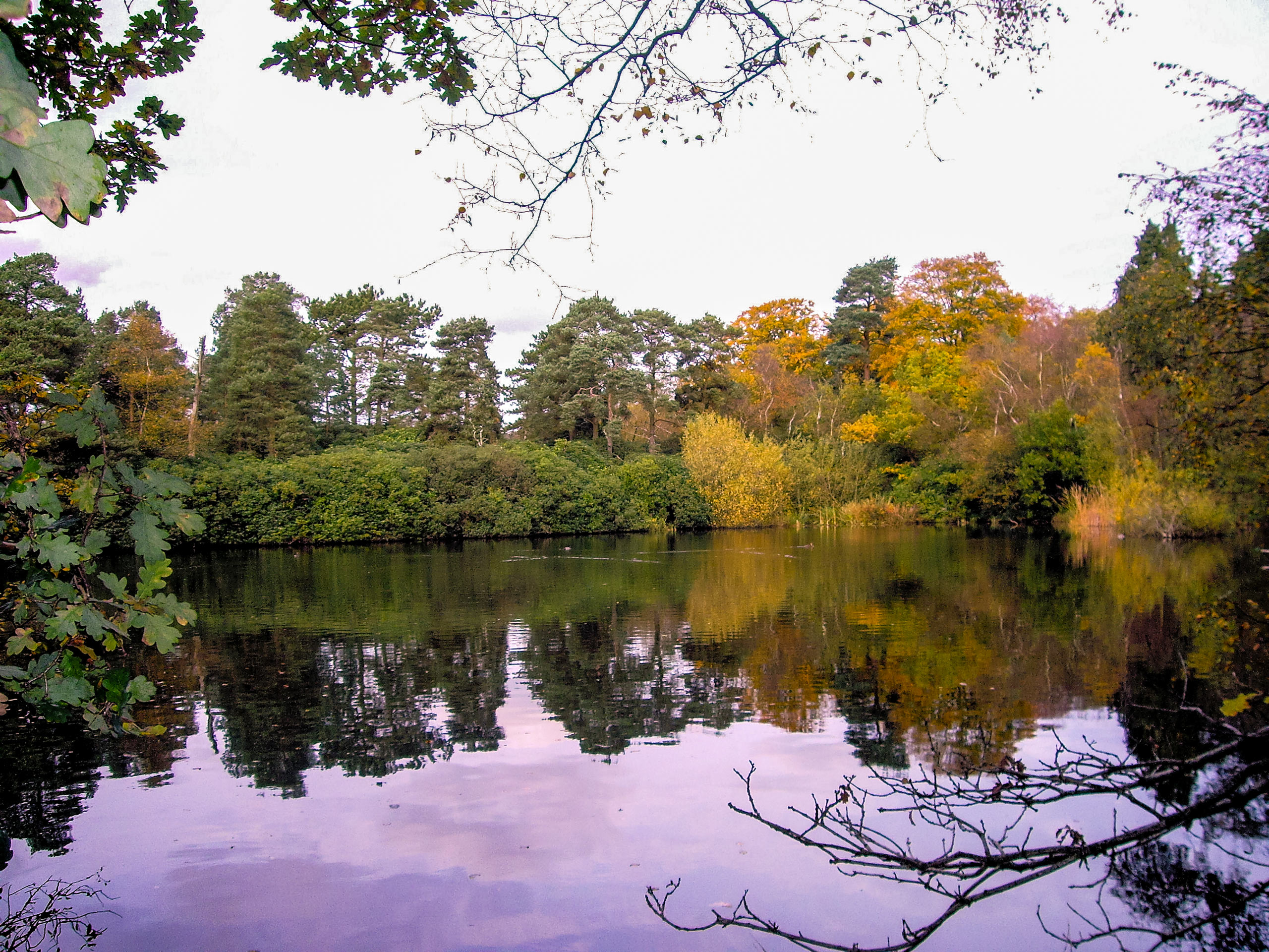 Liphook pond South Downs UK