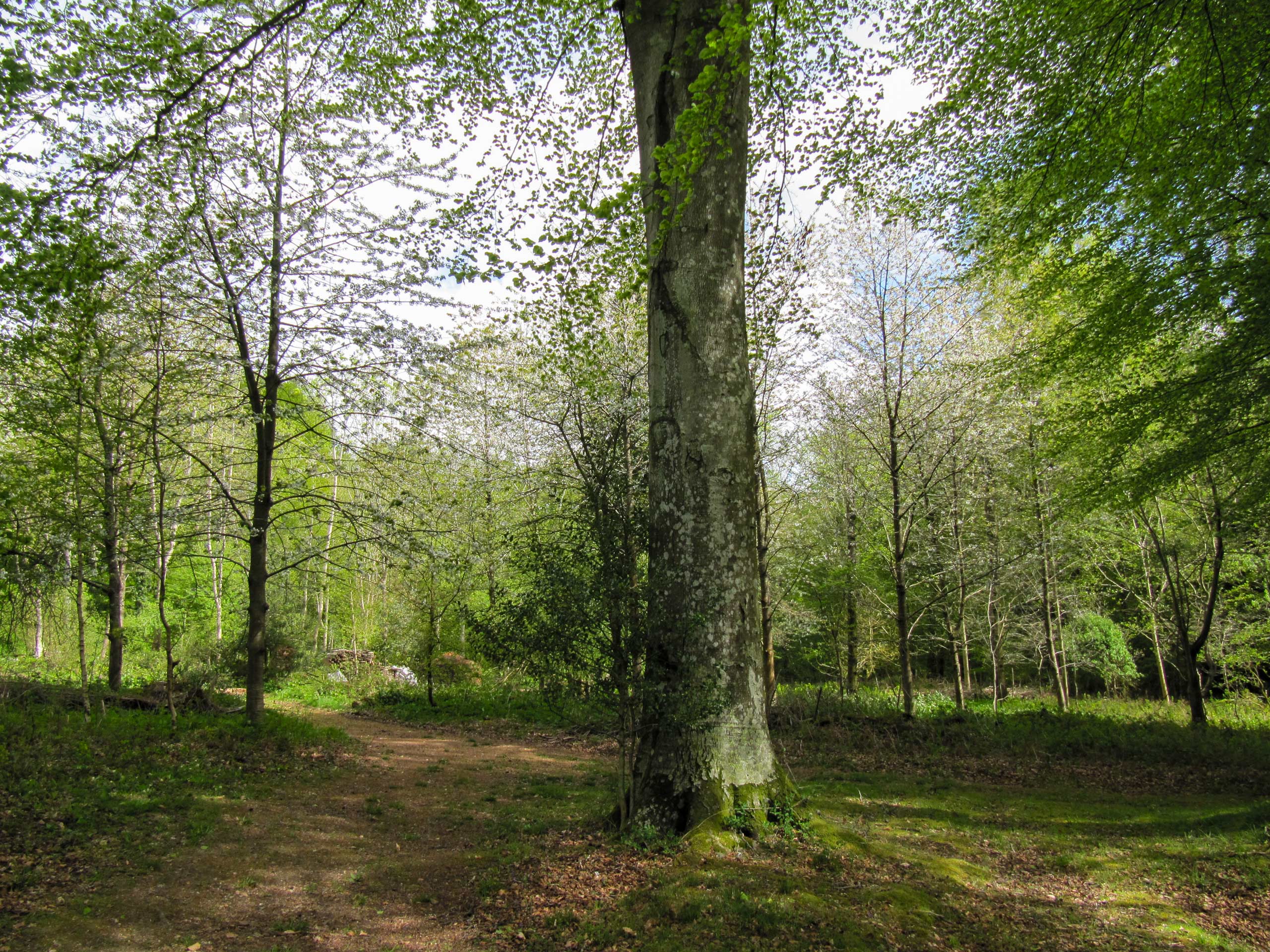 Slindon Woods in West Sussex