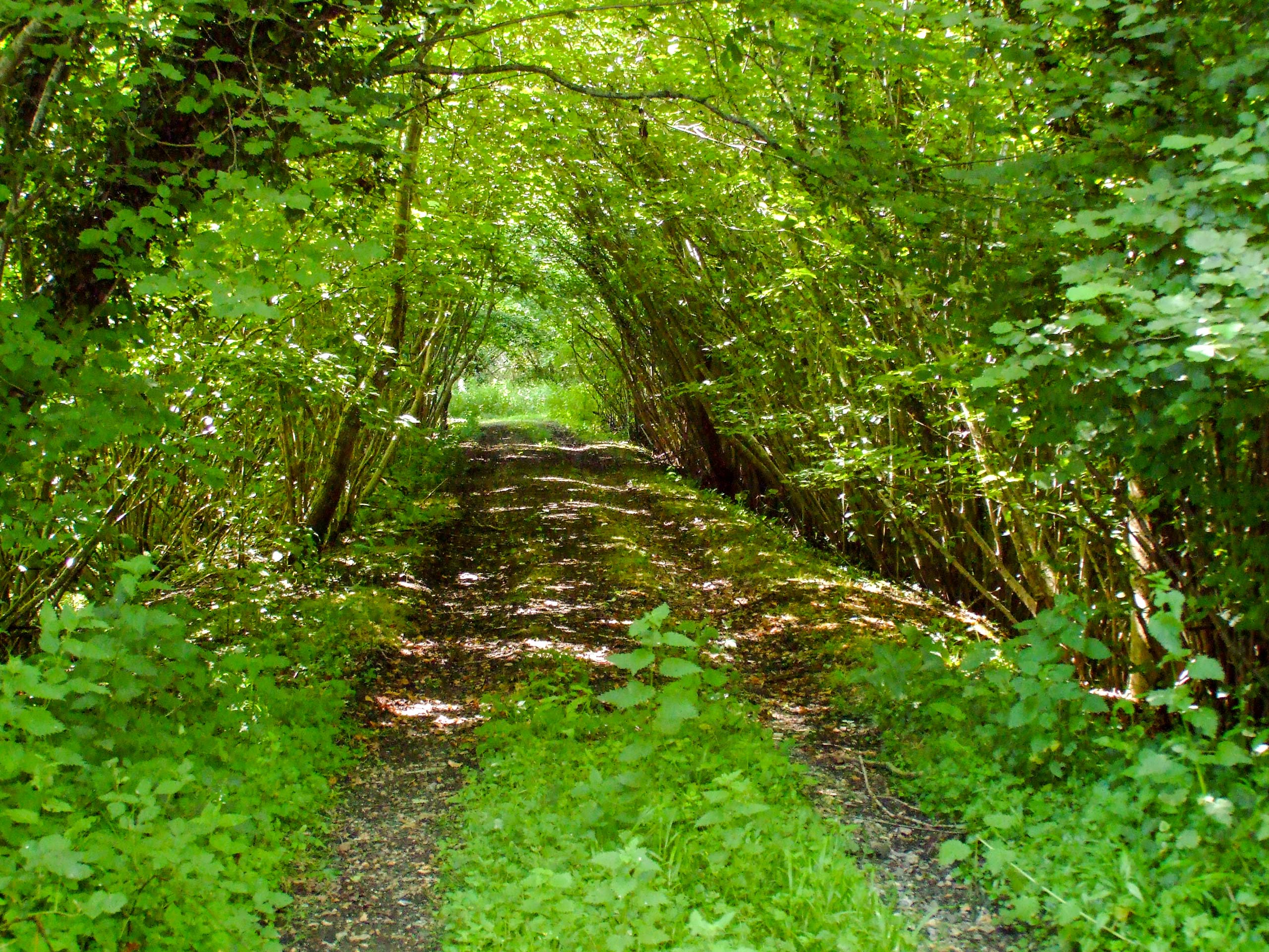 Old Fittleworth railtrail walking path