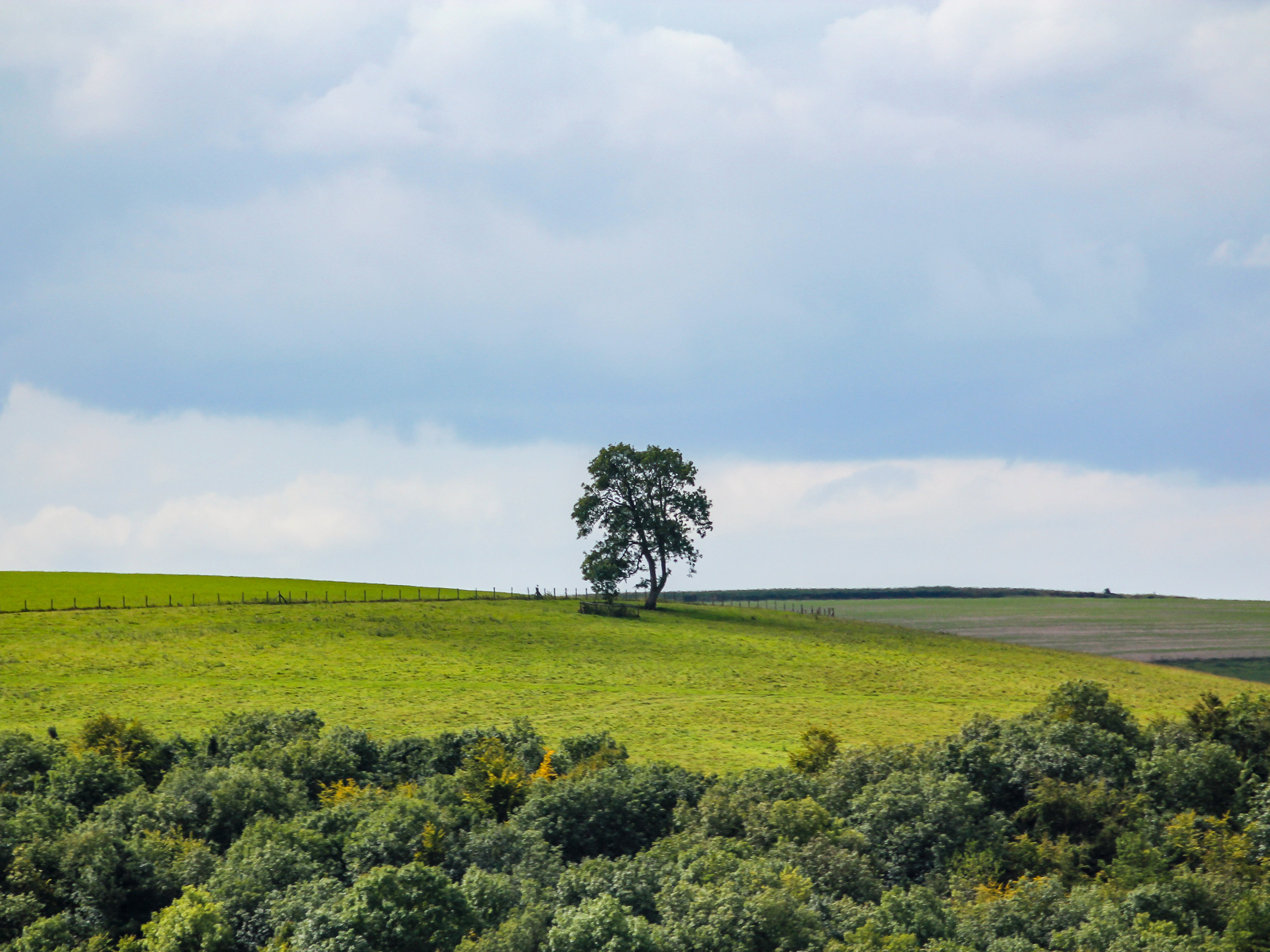 Lone tree in the field East Meon Circular Walk