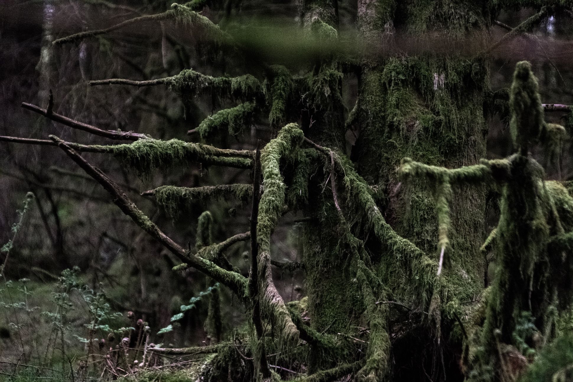 MOSS COVERED TREES IN SNOWDONIA FOREST