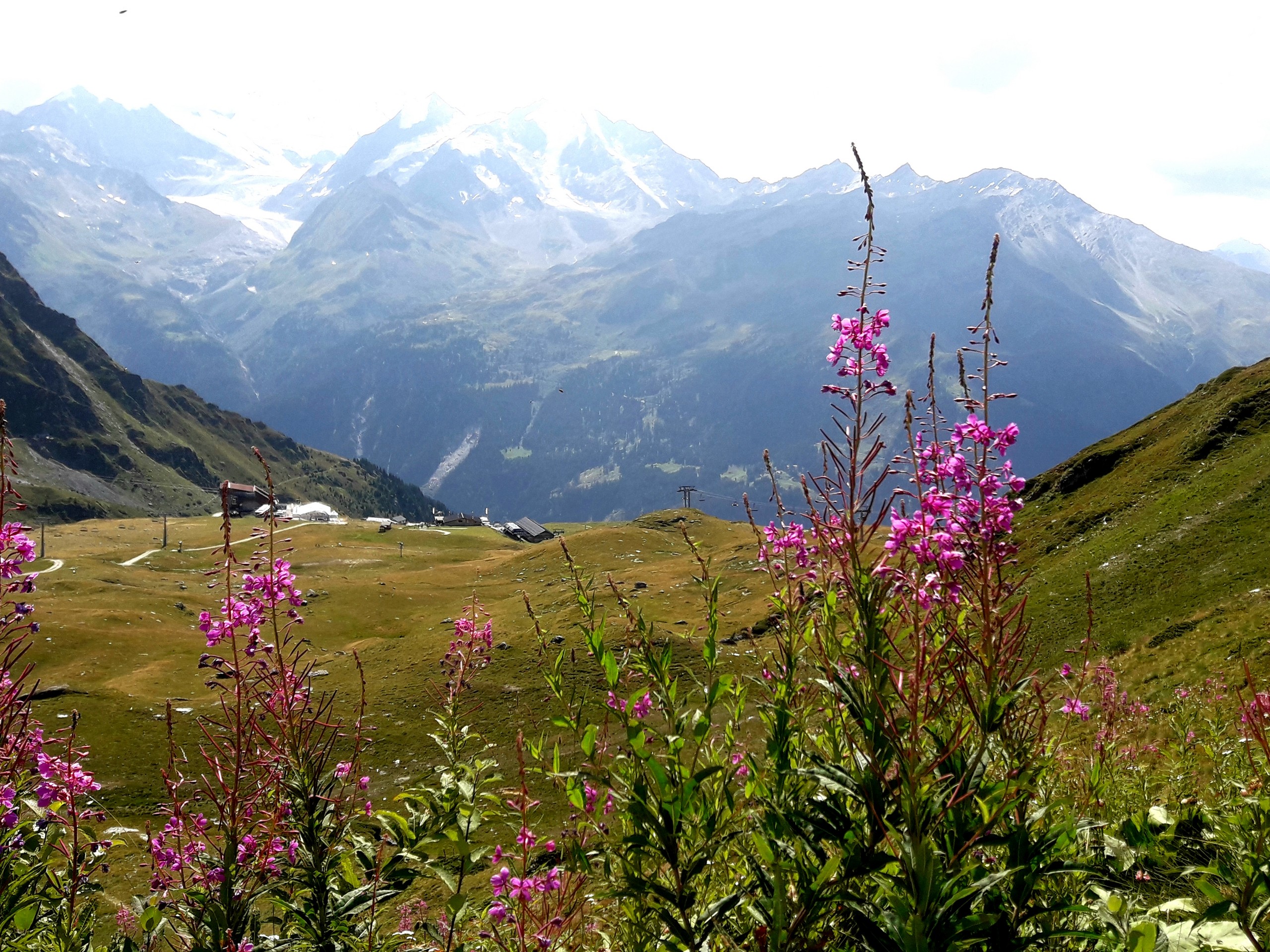 Wildflowers along the route from Fontaney to Les Ruinettes