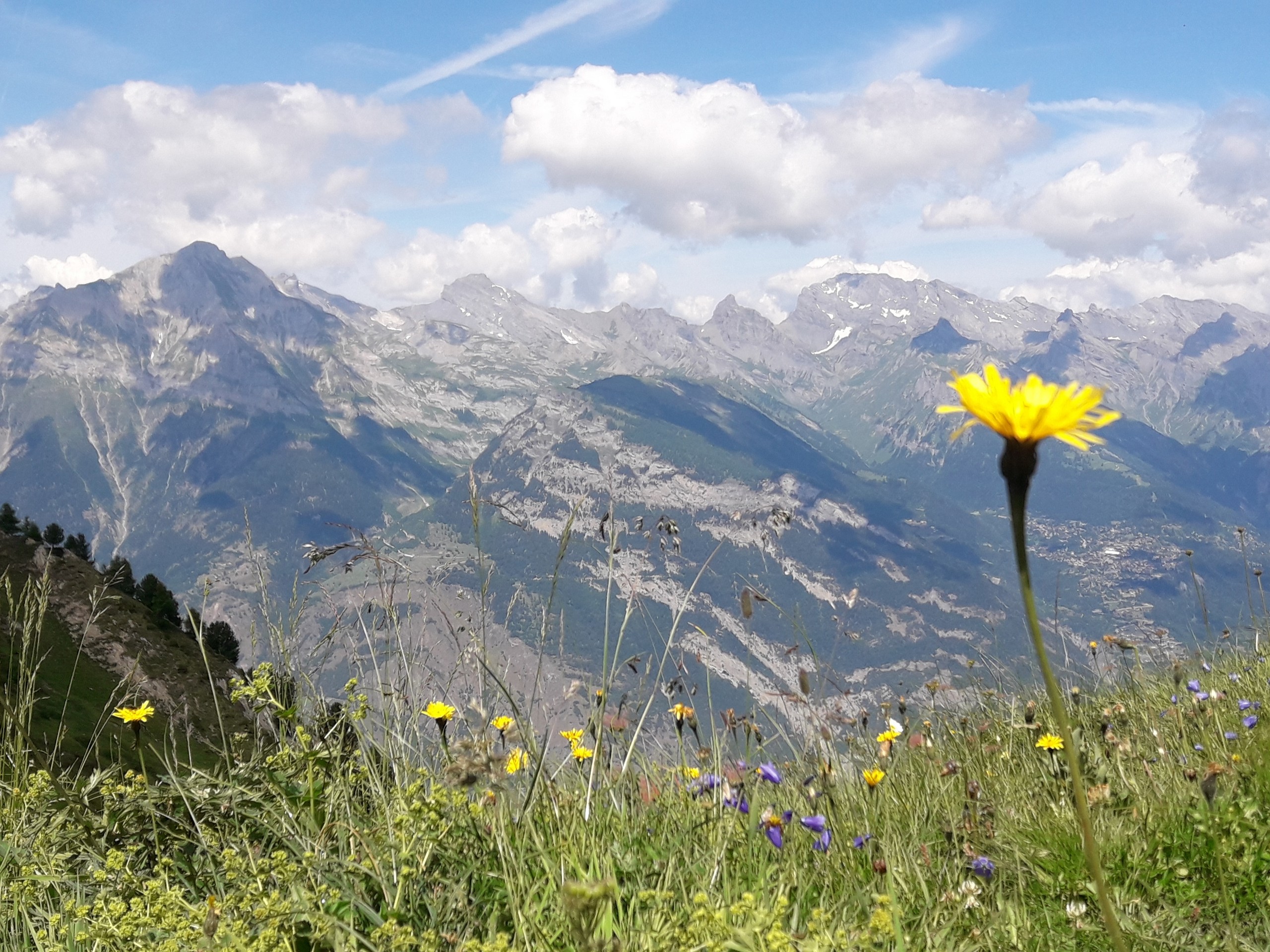 Lone dandellion along the Pierre Avoi trail