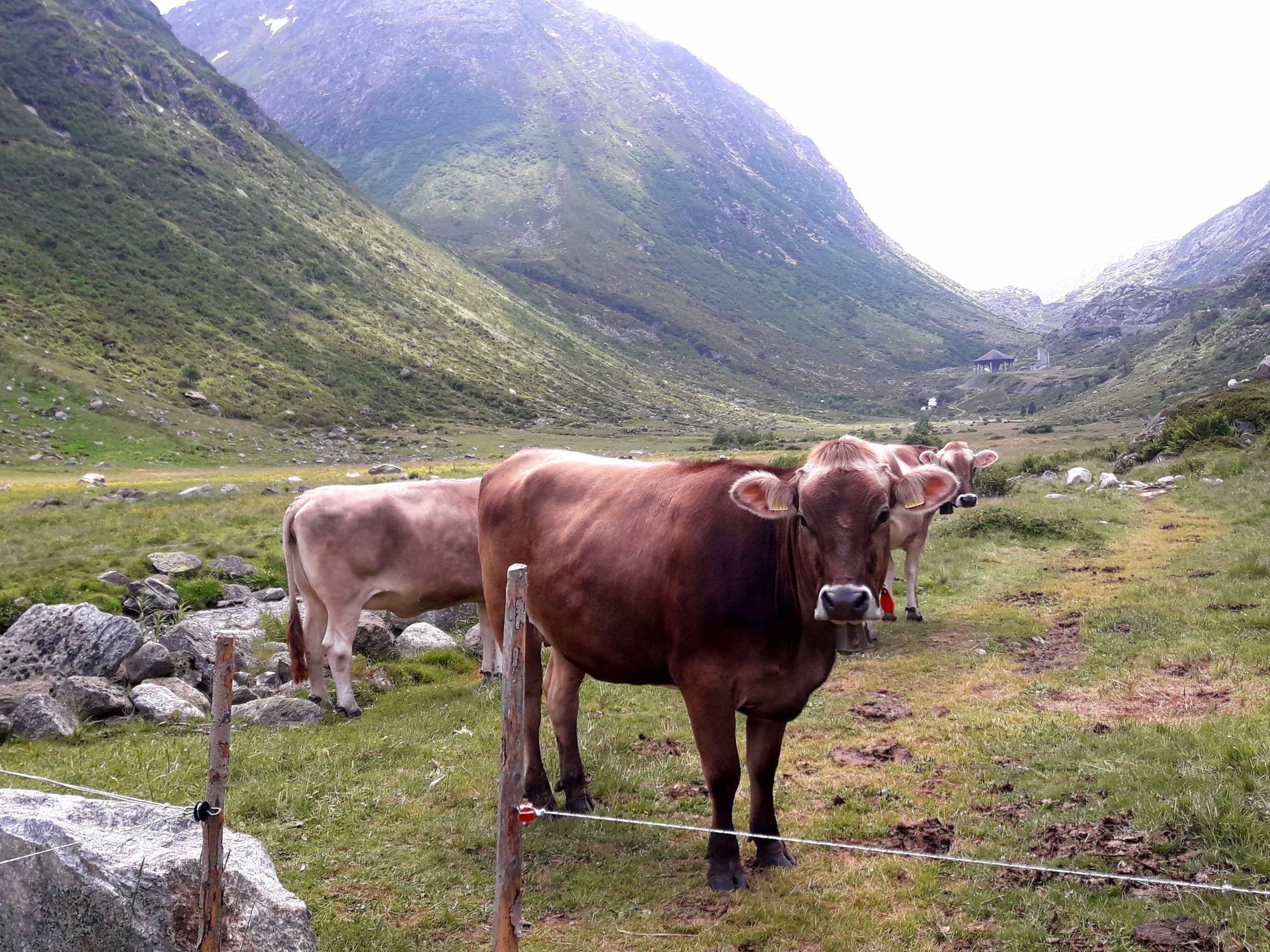 Cows met on a hike from Passo del Gothardo to Hospental