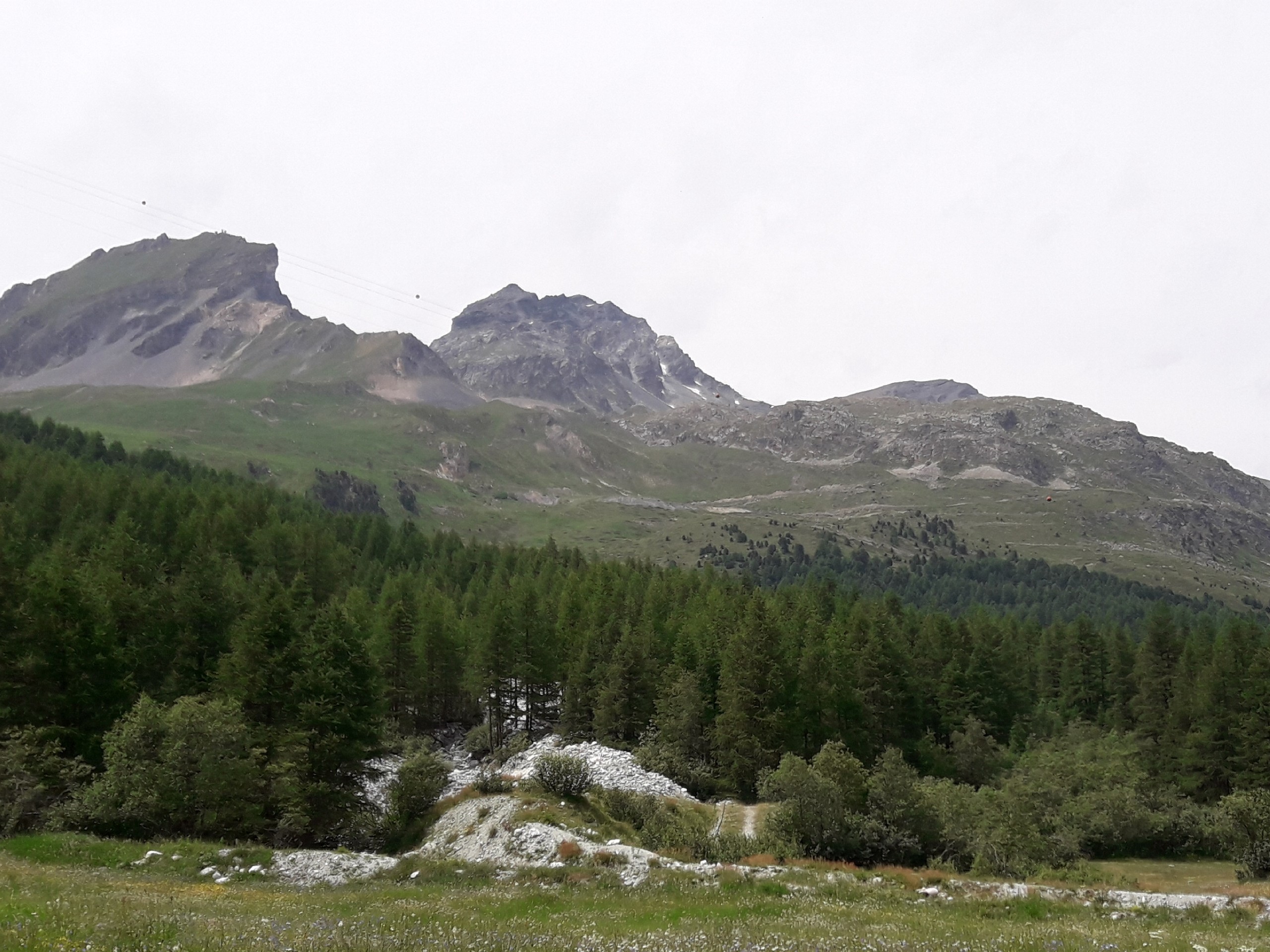 Small forest along the path to Arolla Glacier