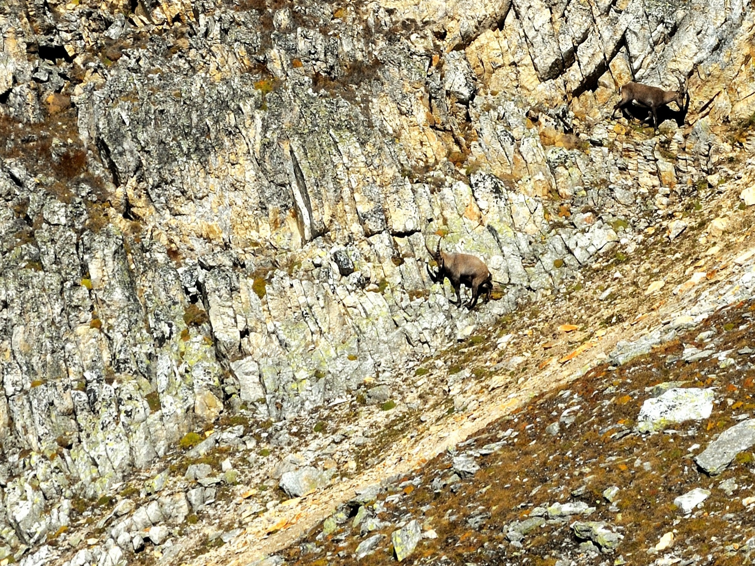 Wildlife seen on Lacs du Fenetre hike