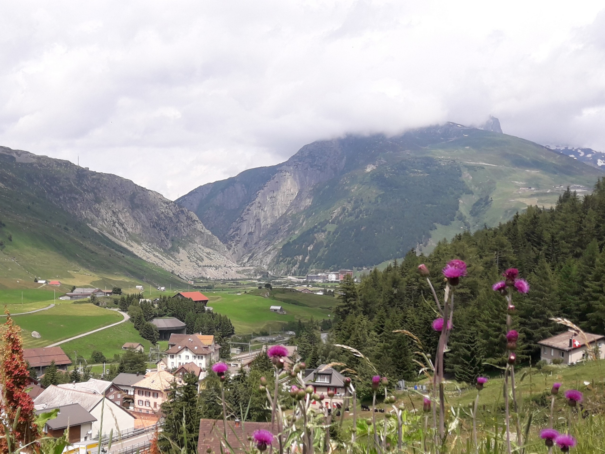 Wildflowers along the Passo del Gothardo to Hospental trail