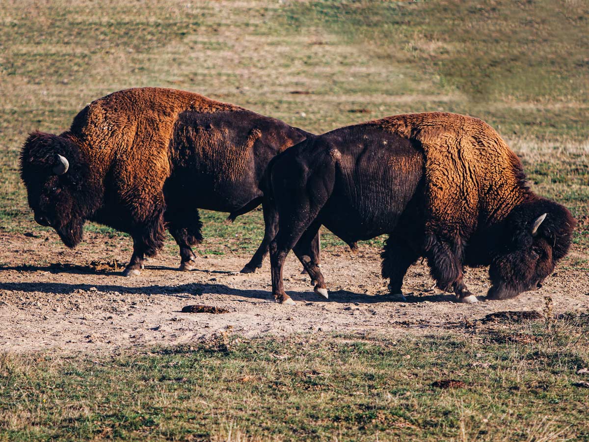Bison Buffalo at Head Smashed In Buffalo Jump