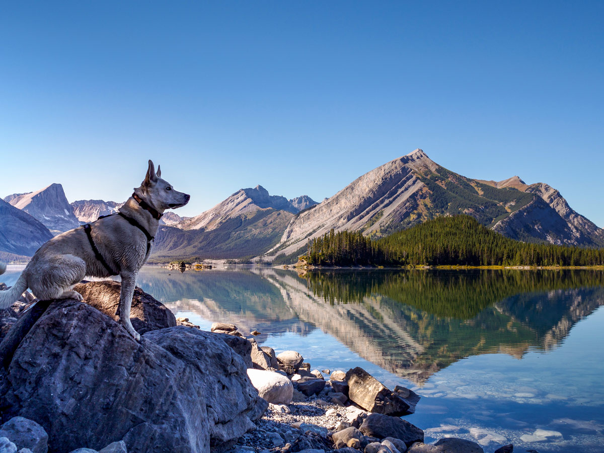 Dog sitting by Upper Kananaskis Lake along Highway 40, Kananaskis Trail