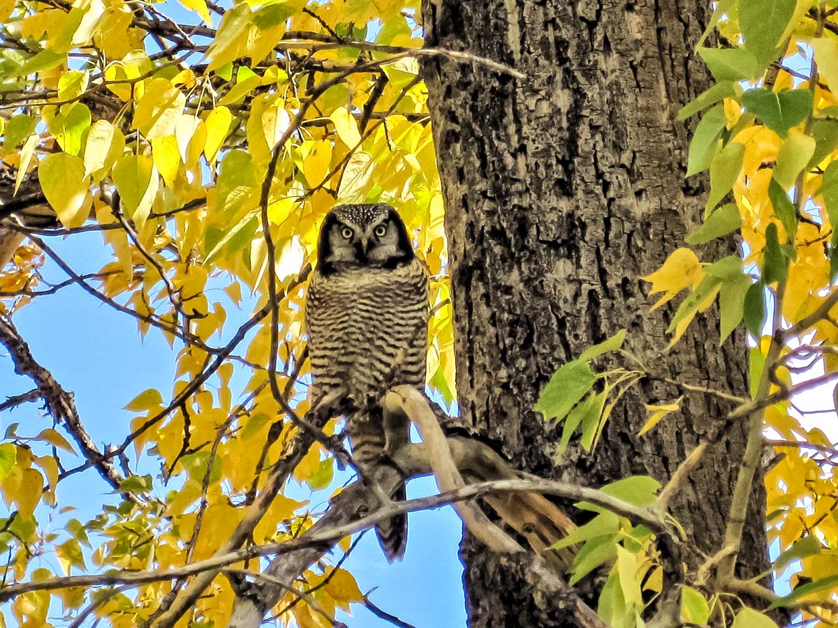 Great grey owl Alberta Birds of Prey Foundation