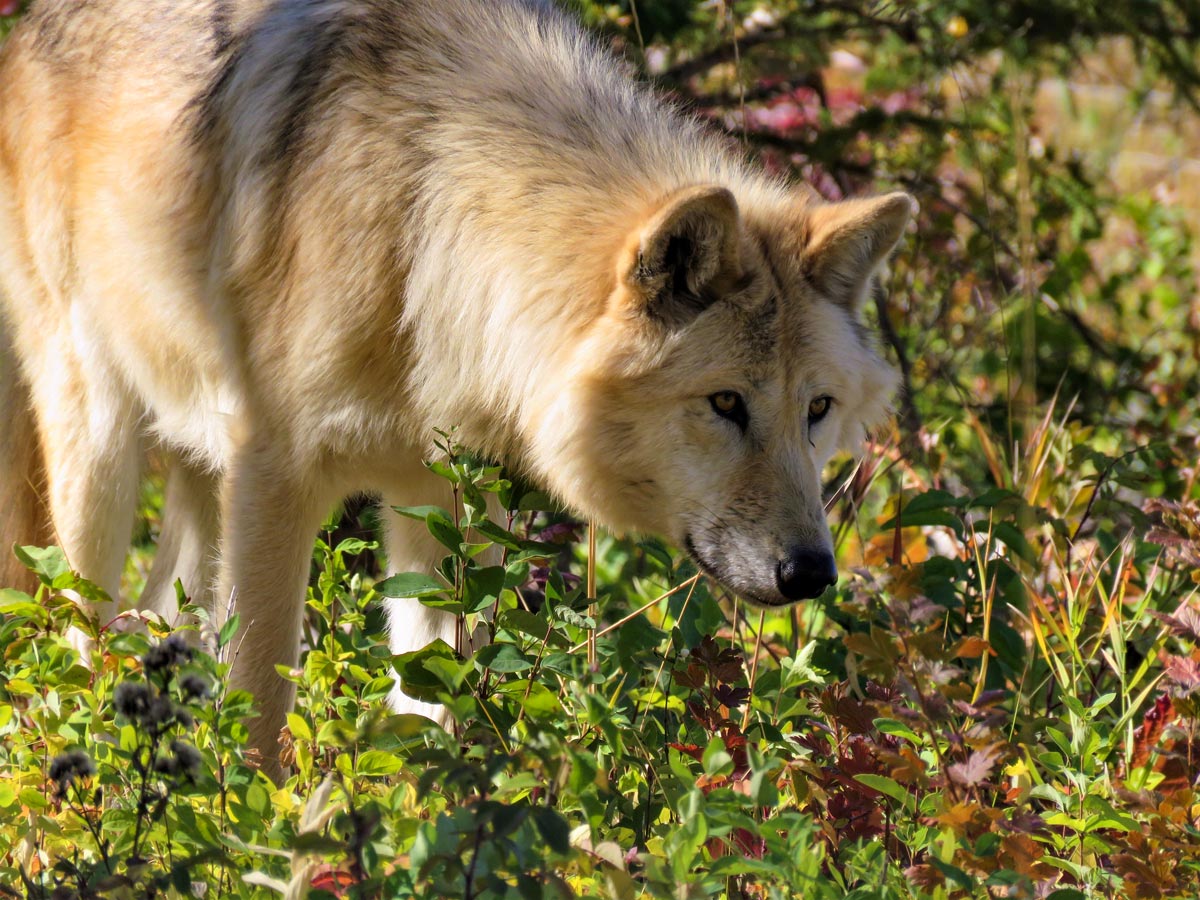 Wolf dog at Yamnuska Wolfdog Sanctuary