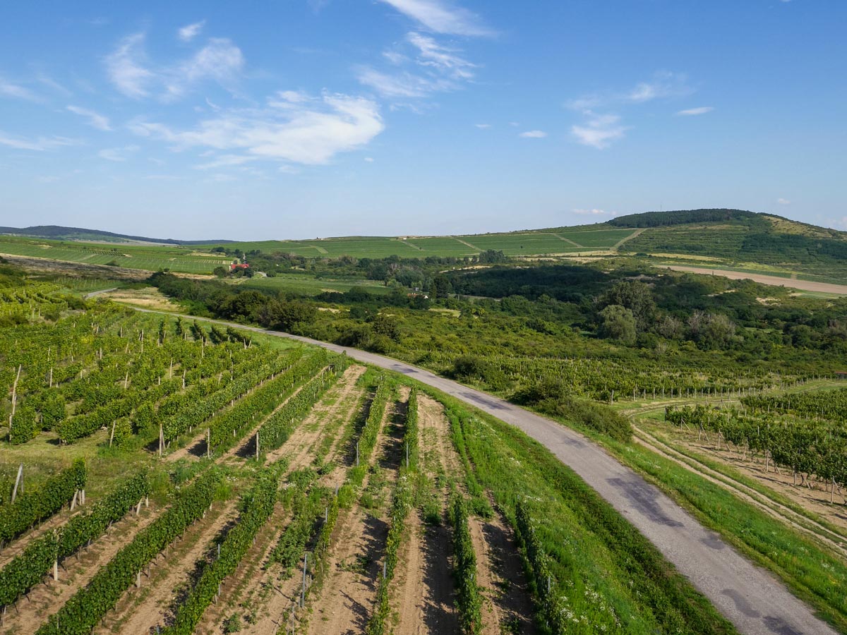 Tokaj wine region vineyards