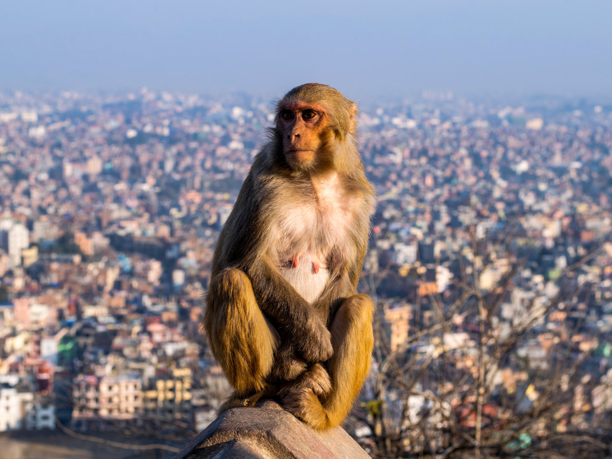 Swayambhunath stupa Buddhist Monkey Temple Nepal