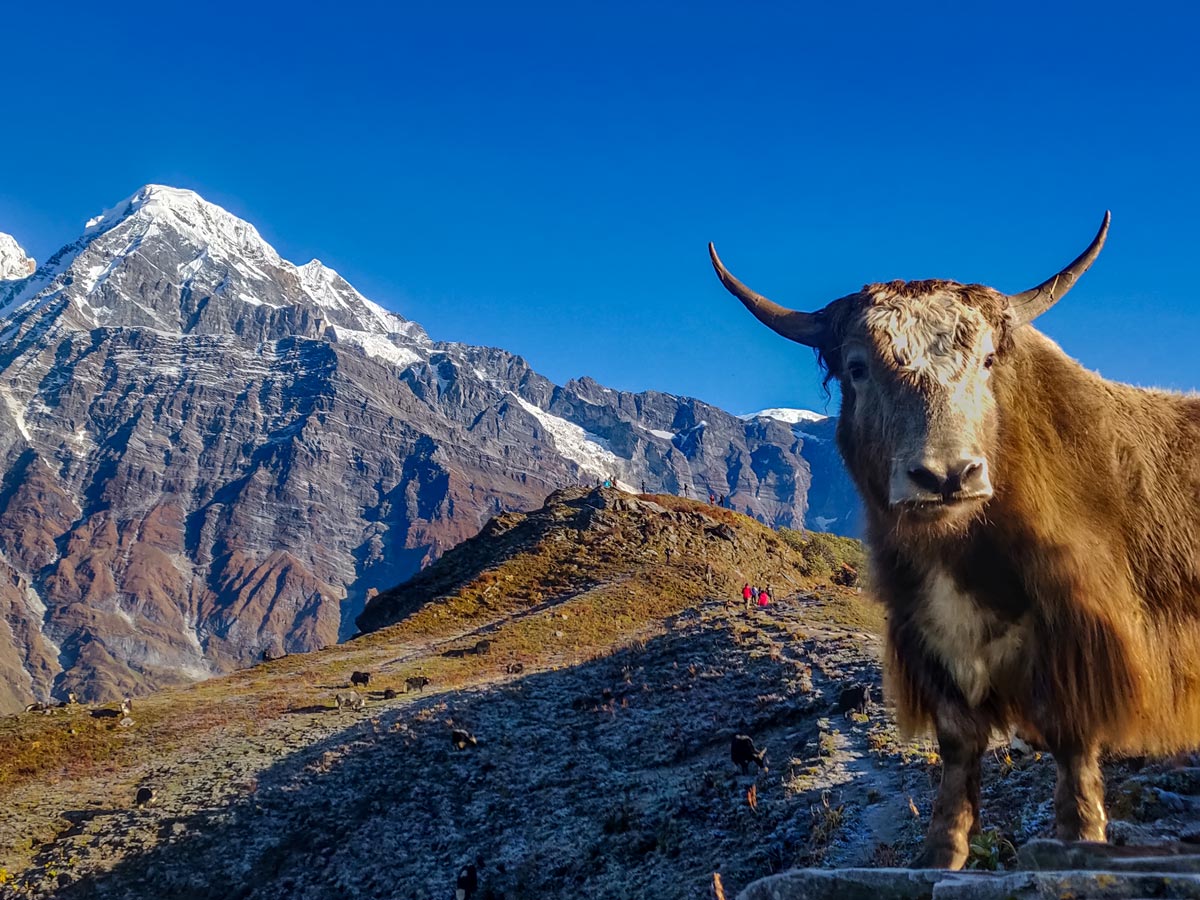 Yak on the way to upper view point mardi base camp Everest Nepal