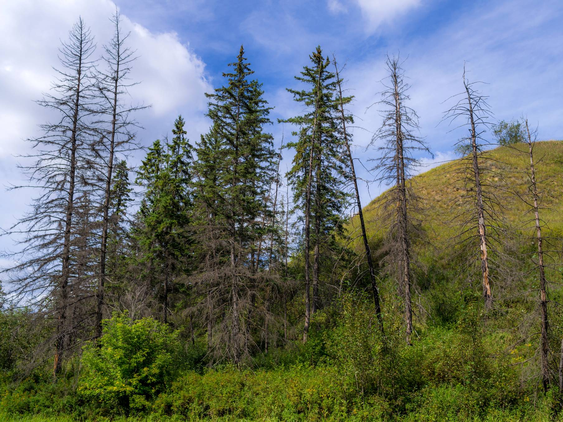 Kennedale Ravine Trail