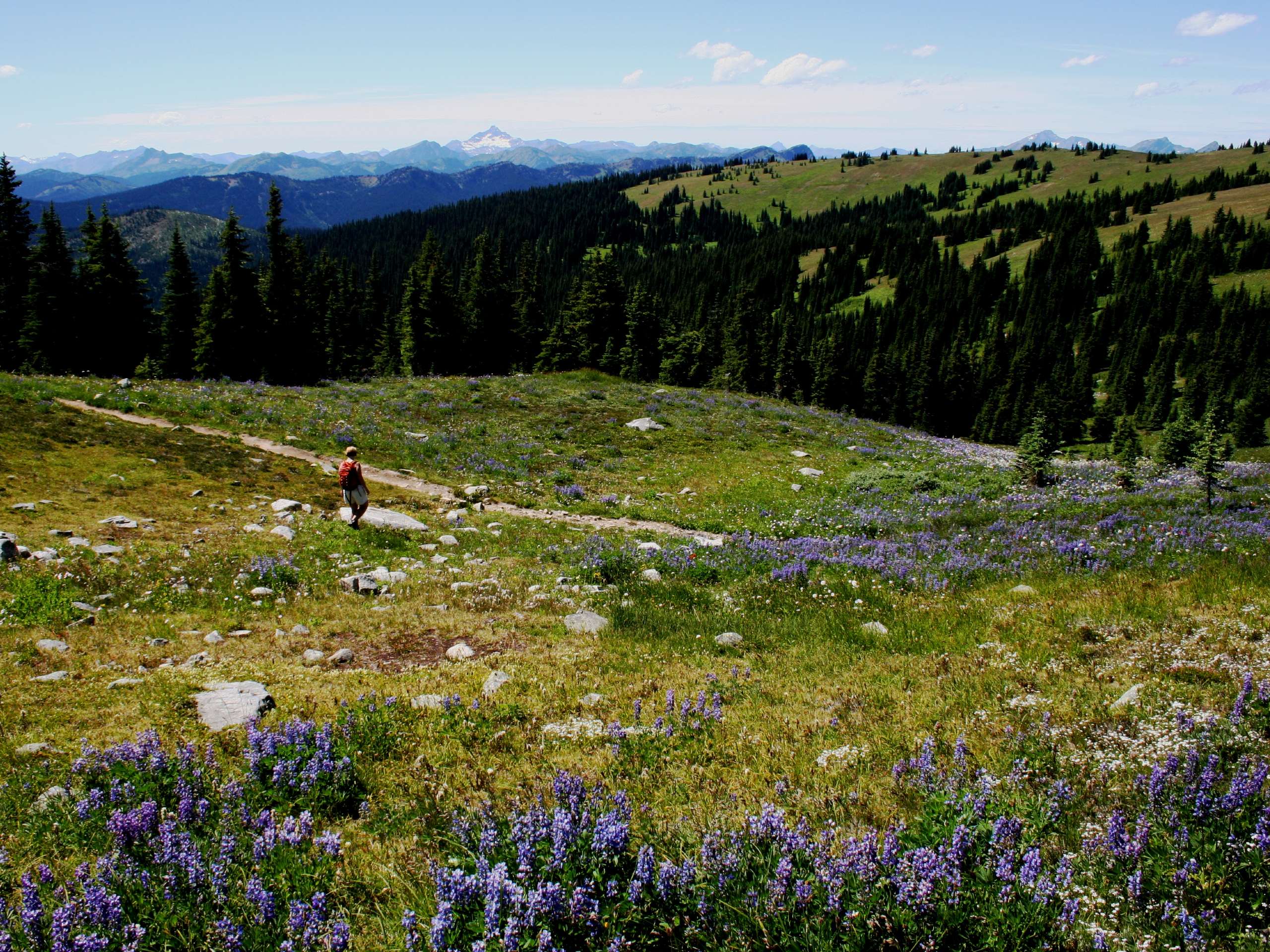 Heather Trail to Nicomen Lake Backpacking Trail