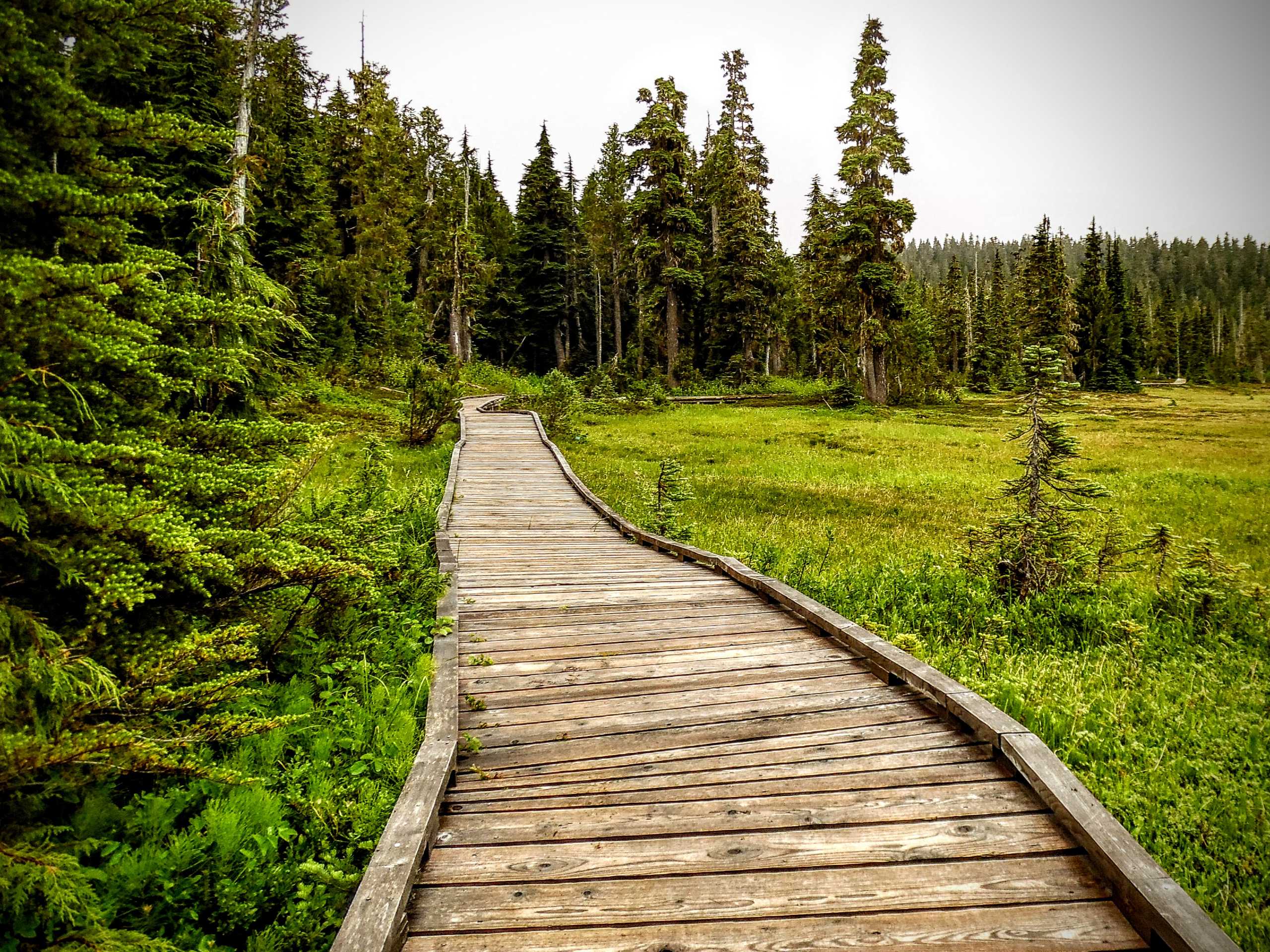 Paradise Meadows Trail