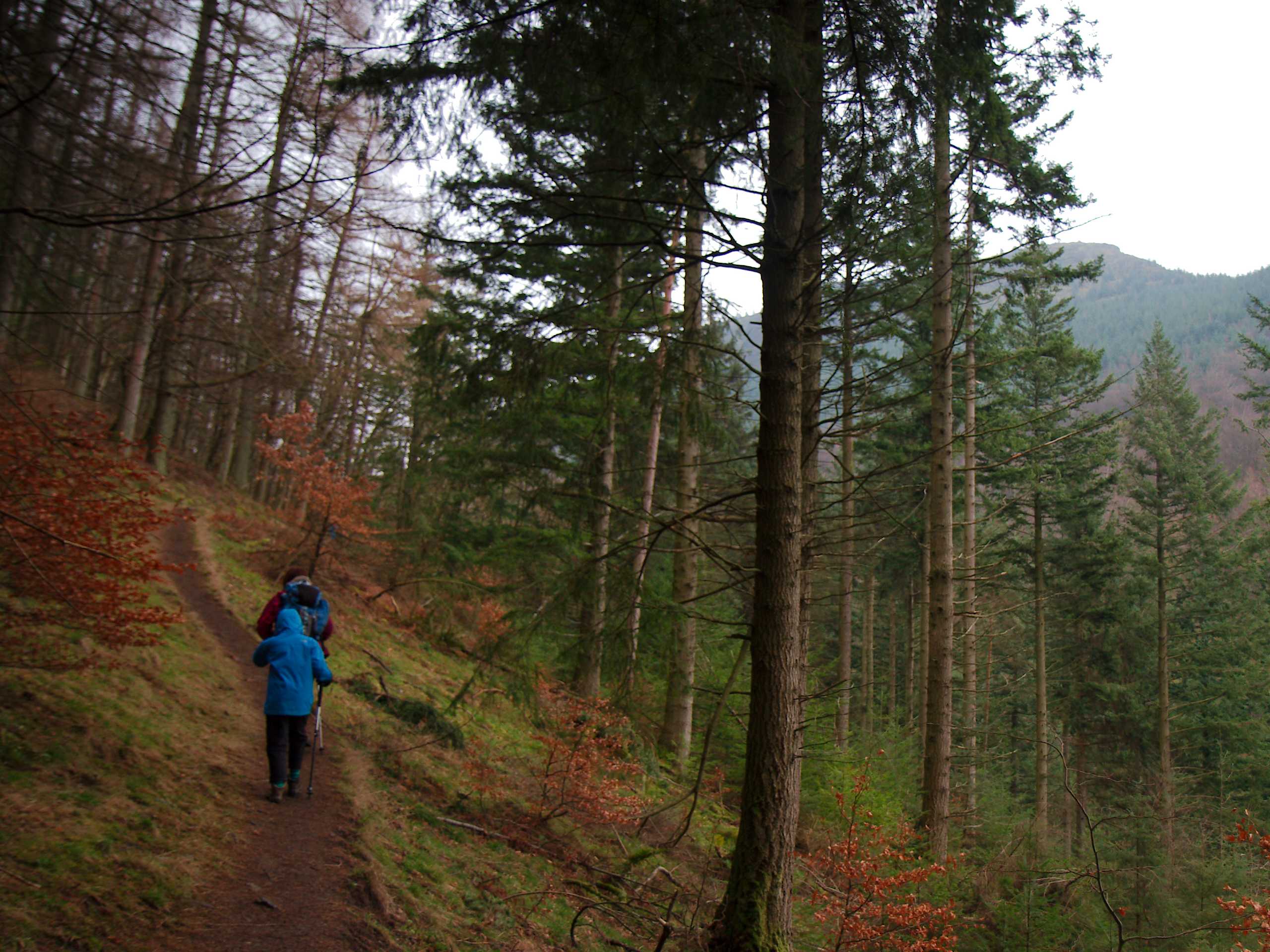 Dodd Wood Short Circular Walk