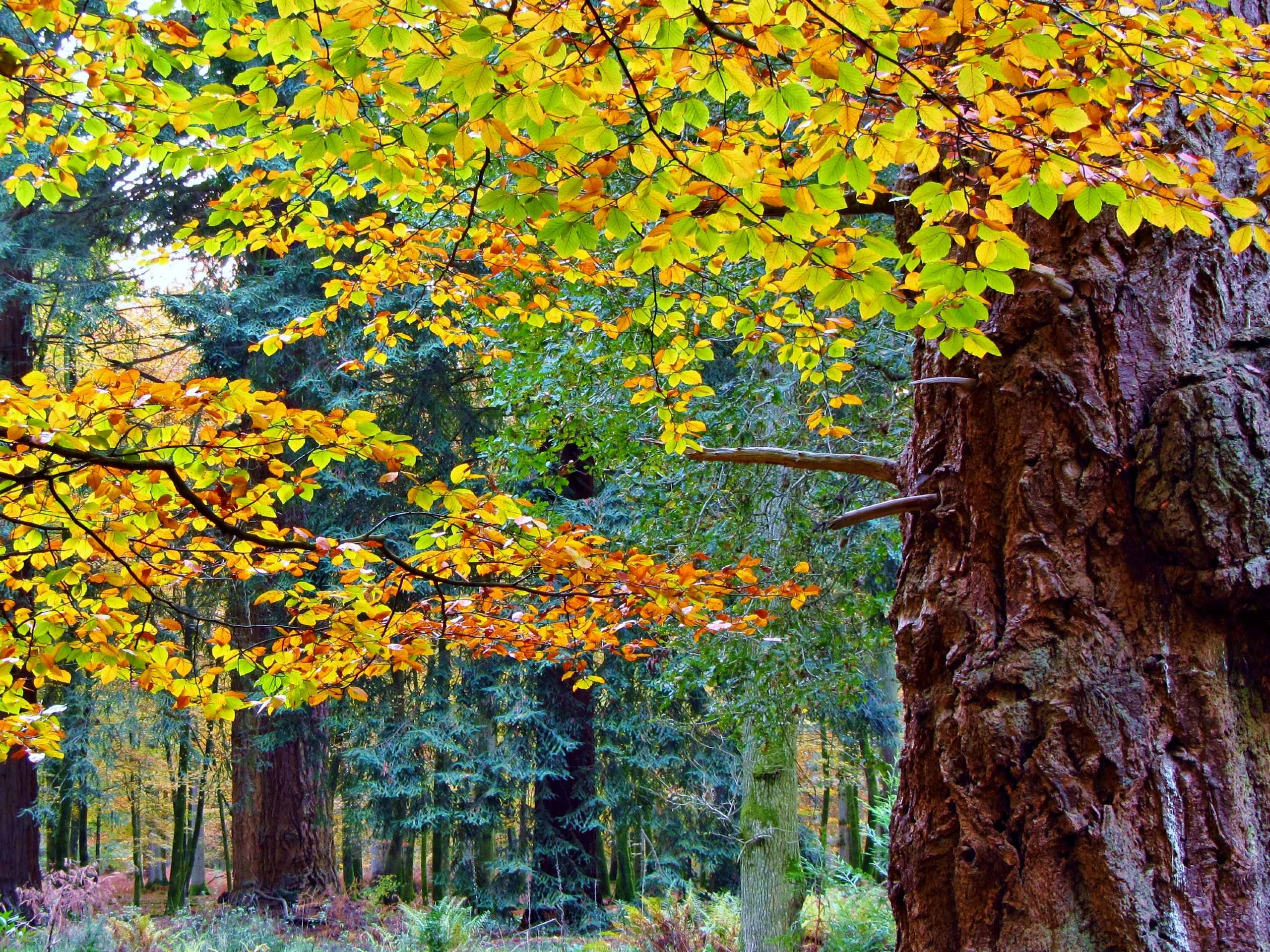 Blackwater Arboretum