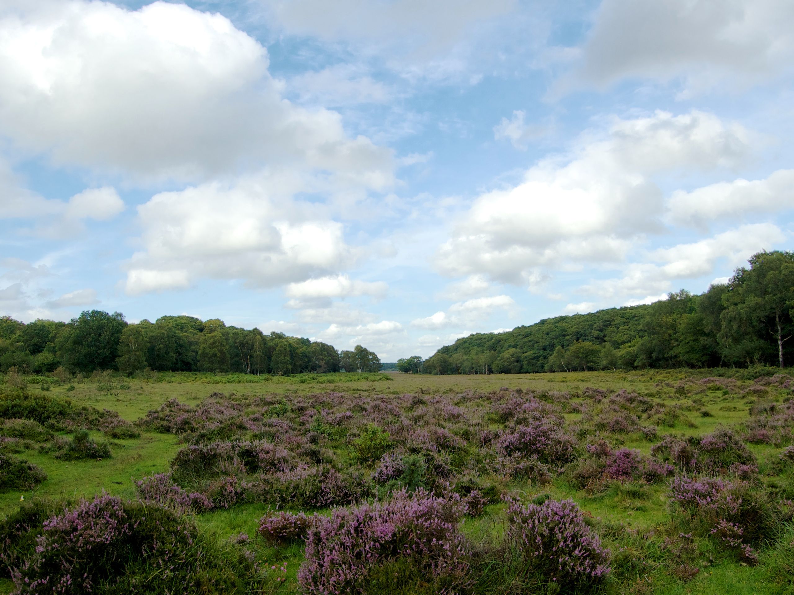 Denny Wood Circular Walk