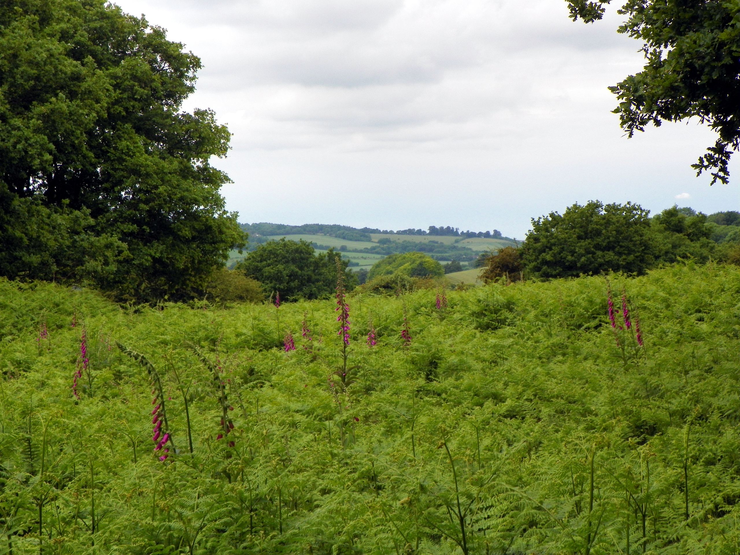 Castle Village and Berkhamsted Common Walk