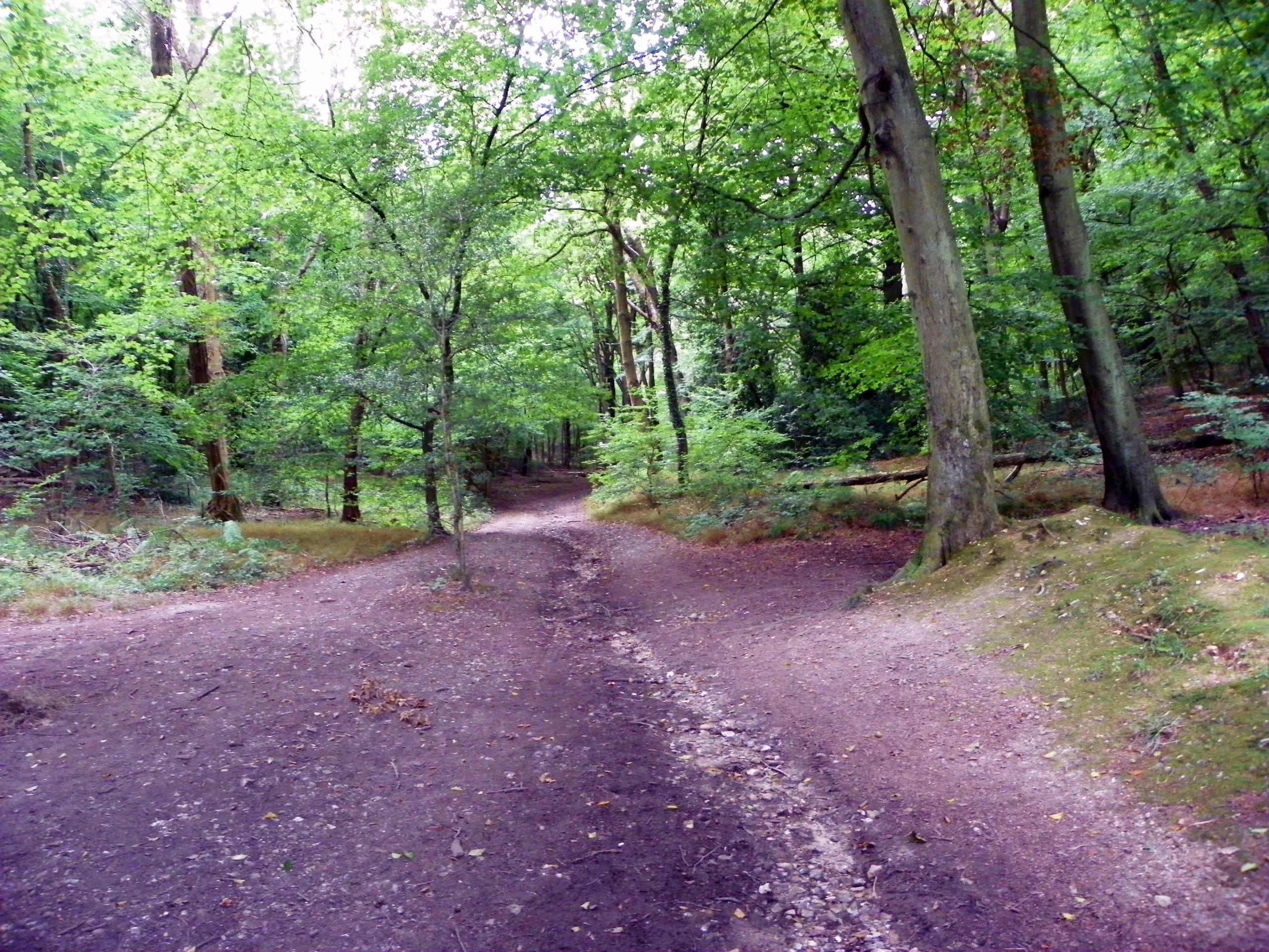 West Wycombe Woods Circular