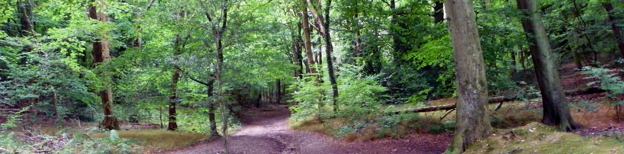 West Wycombe Woods Circular