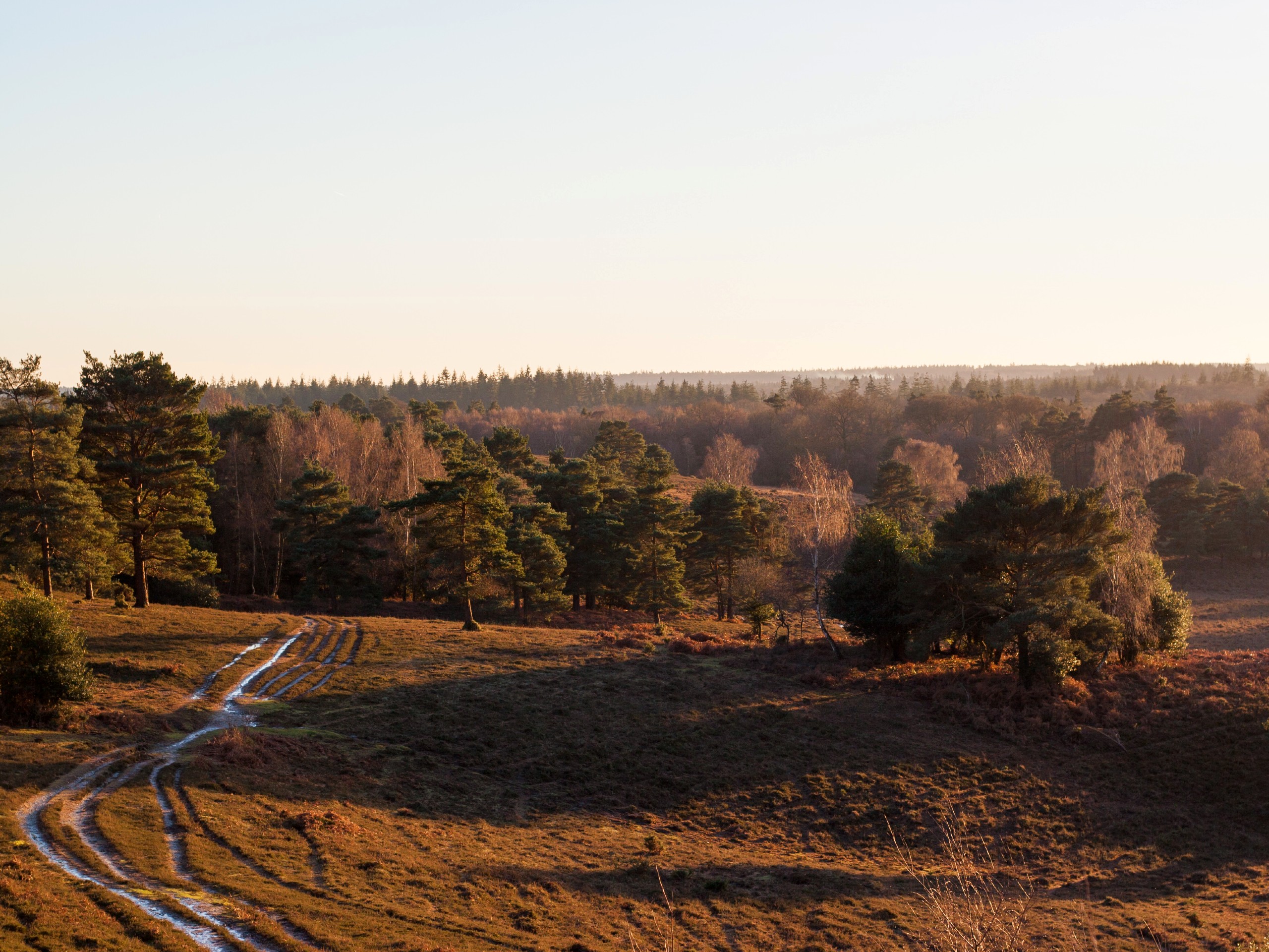 Acres Down New Forest Walk