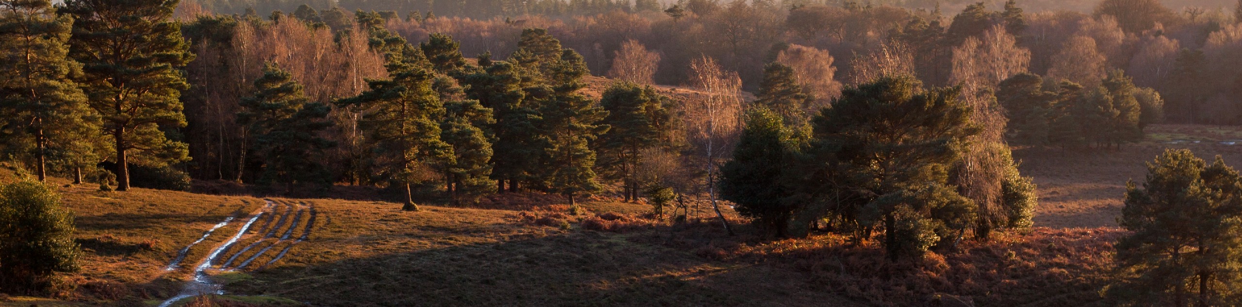 Acres Down New Forest Walk