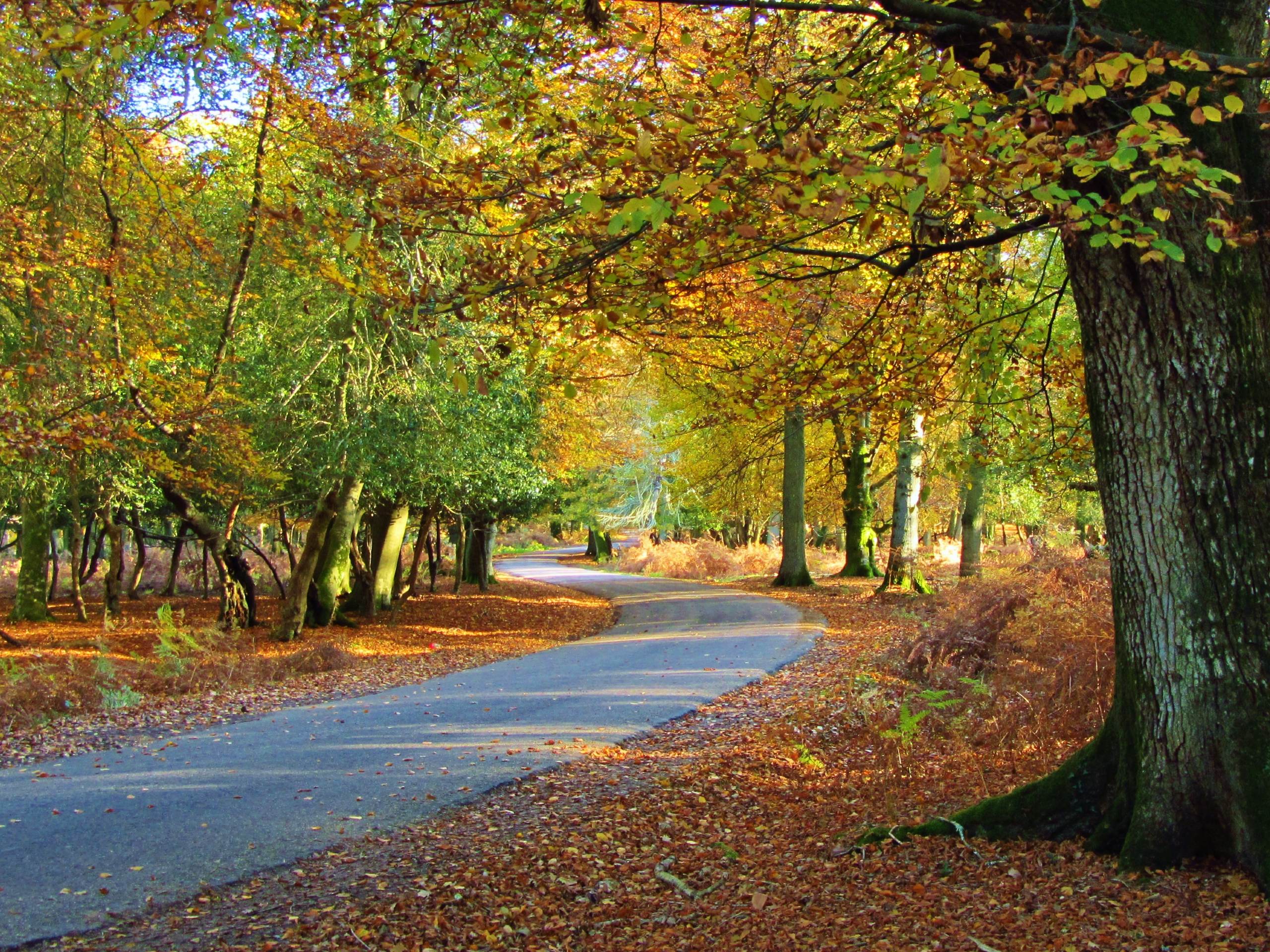 Bolderwood Circular Walk