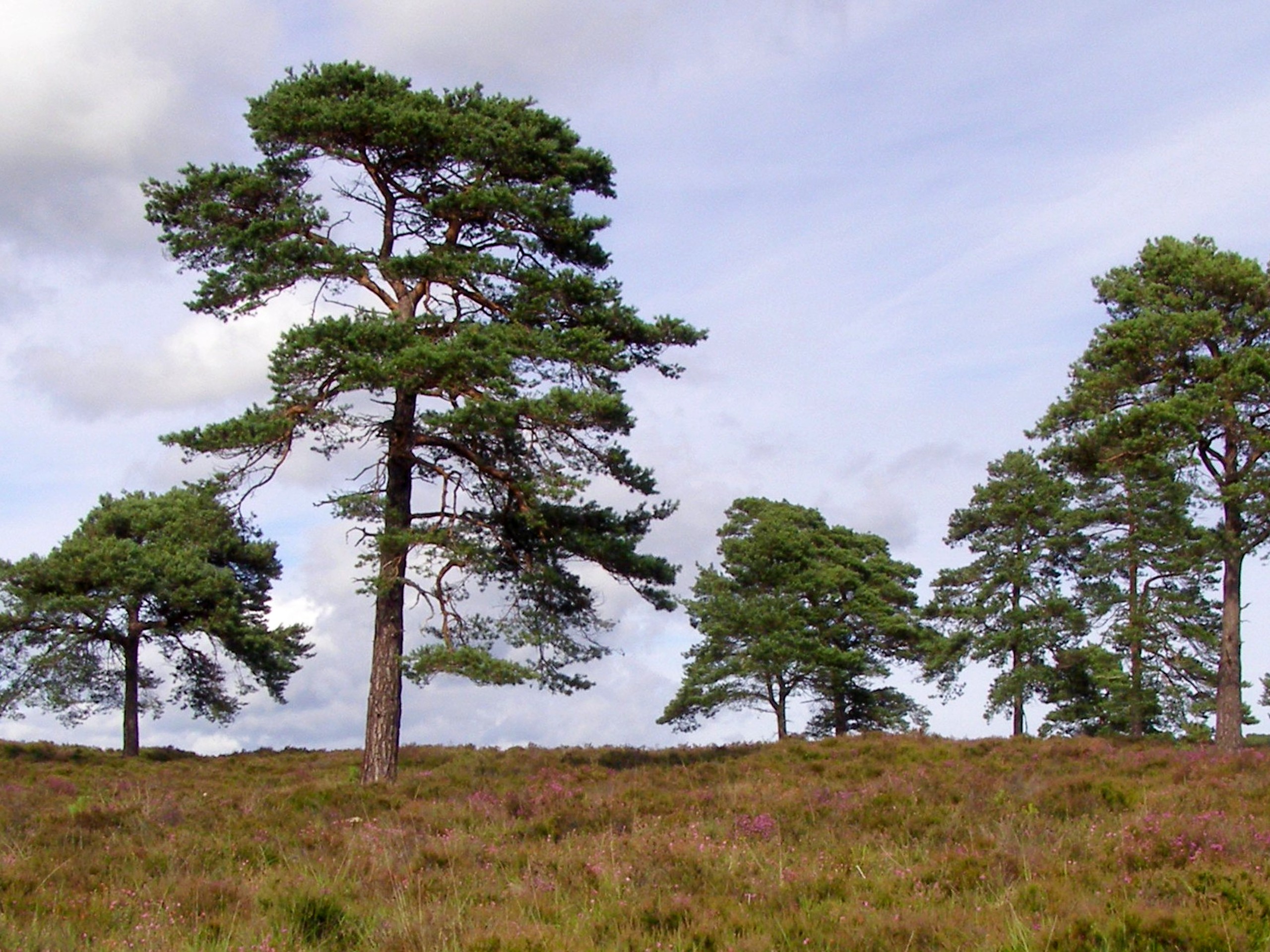 Burley and Shappen Hill Walks