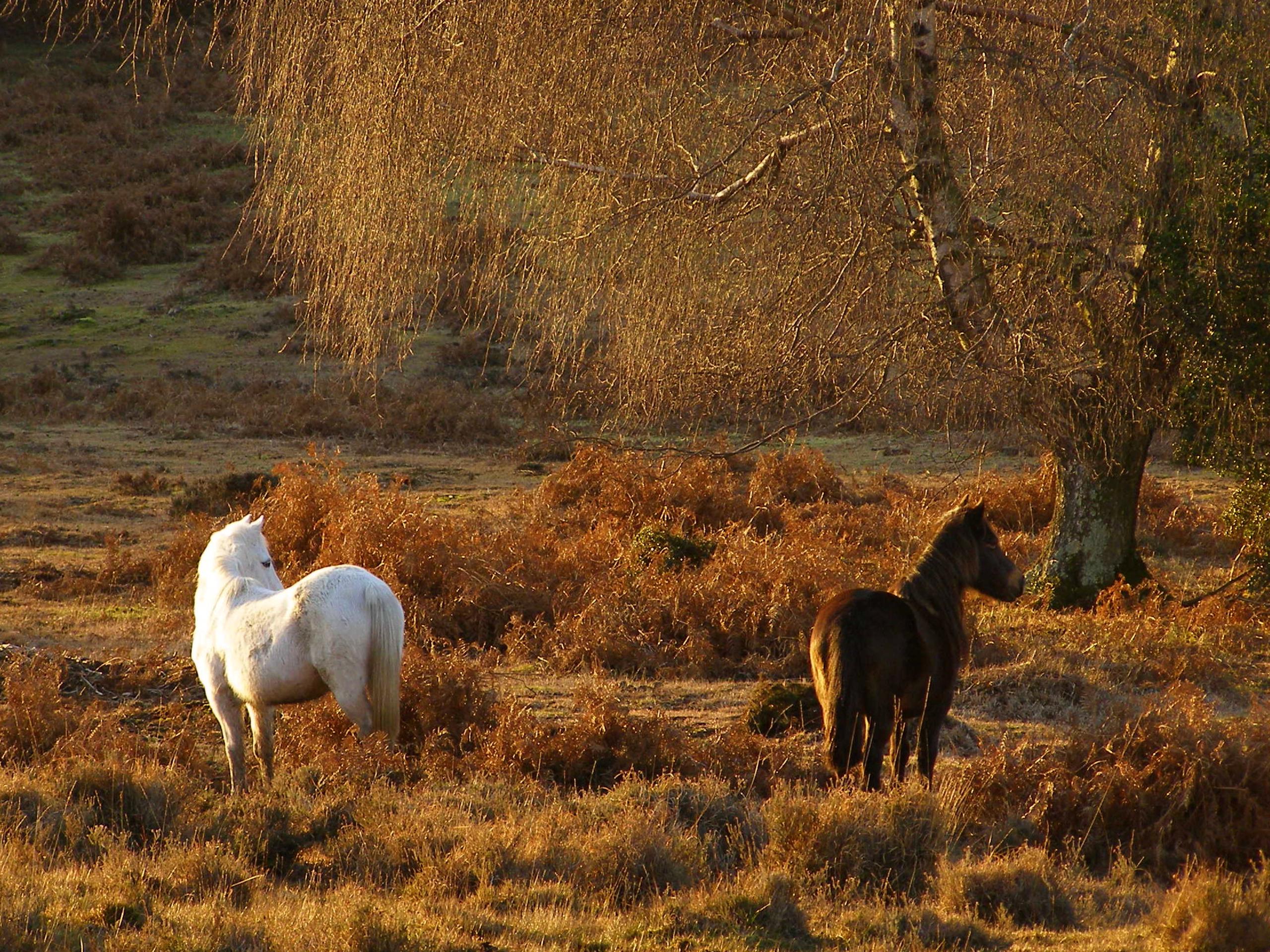 Emery Down Circular Walk