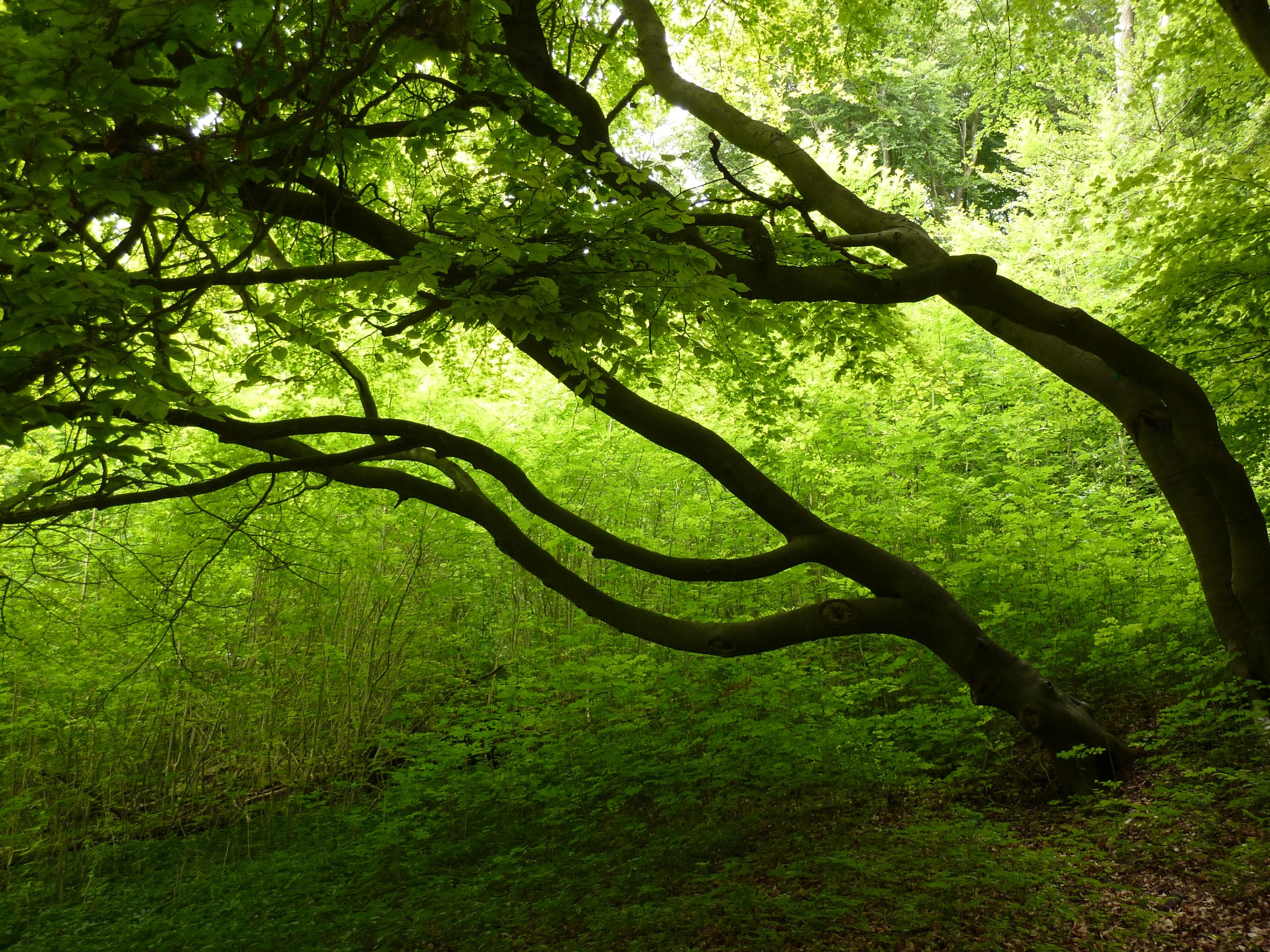 North Bucks Way and Pulpit Hill Fort Circular