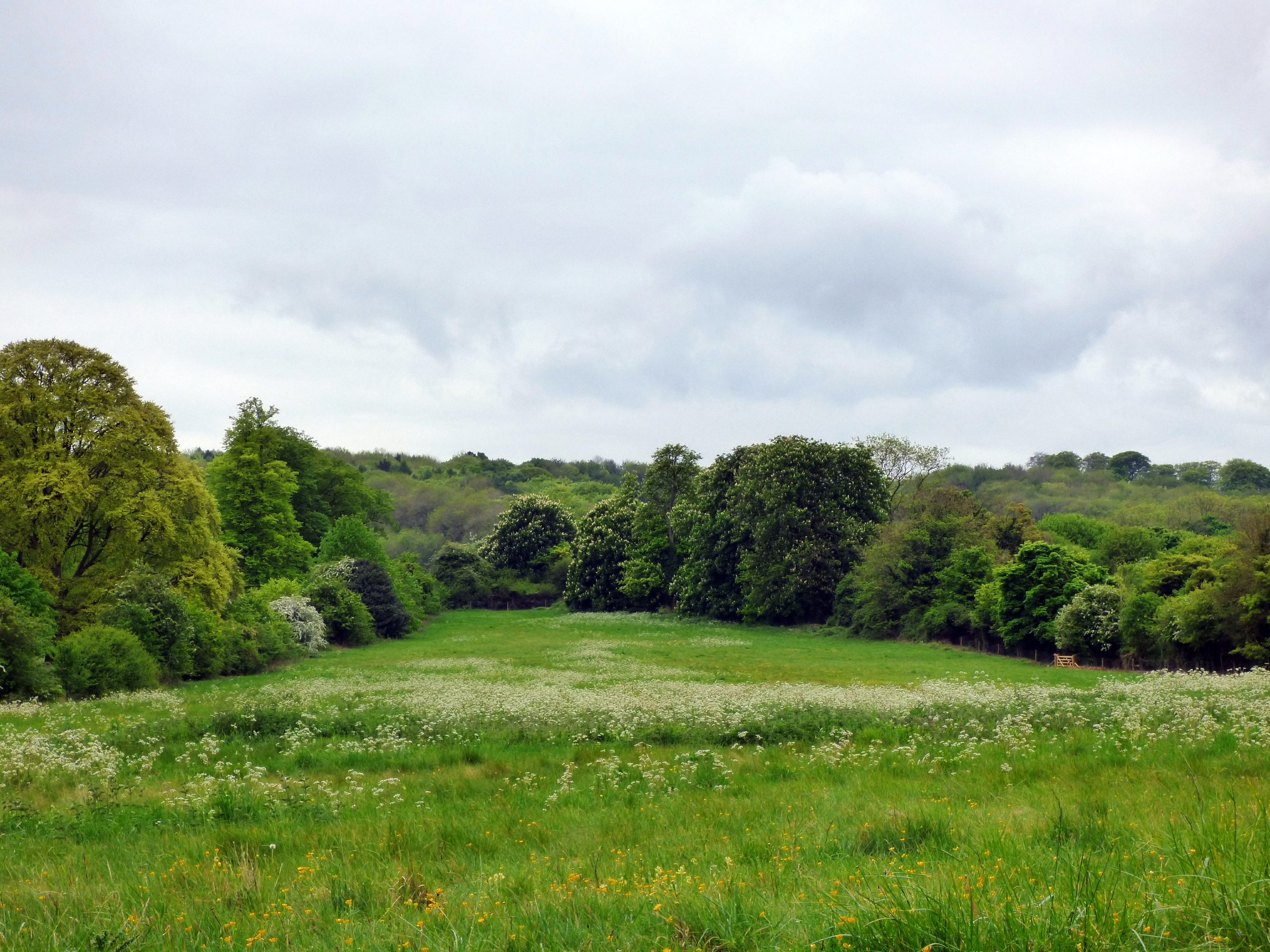 Wendover Woods and Buckland Circular Walk