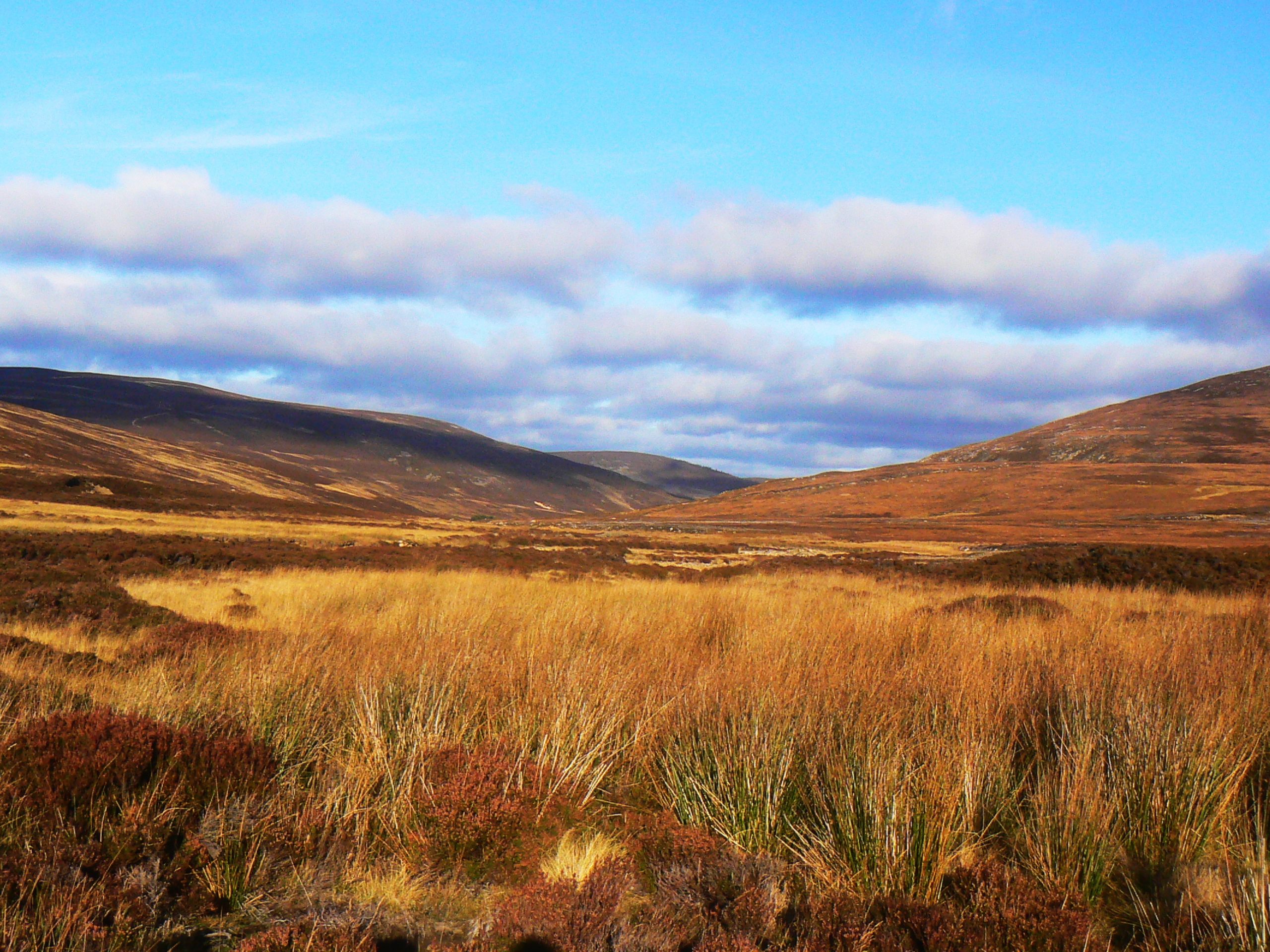 Glen Tanar Walk